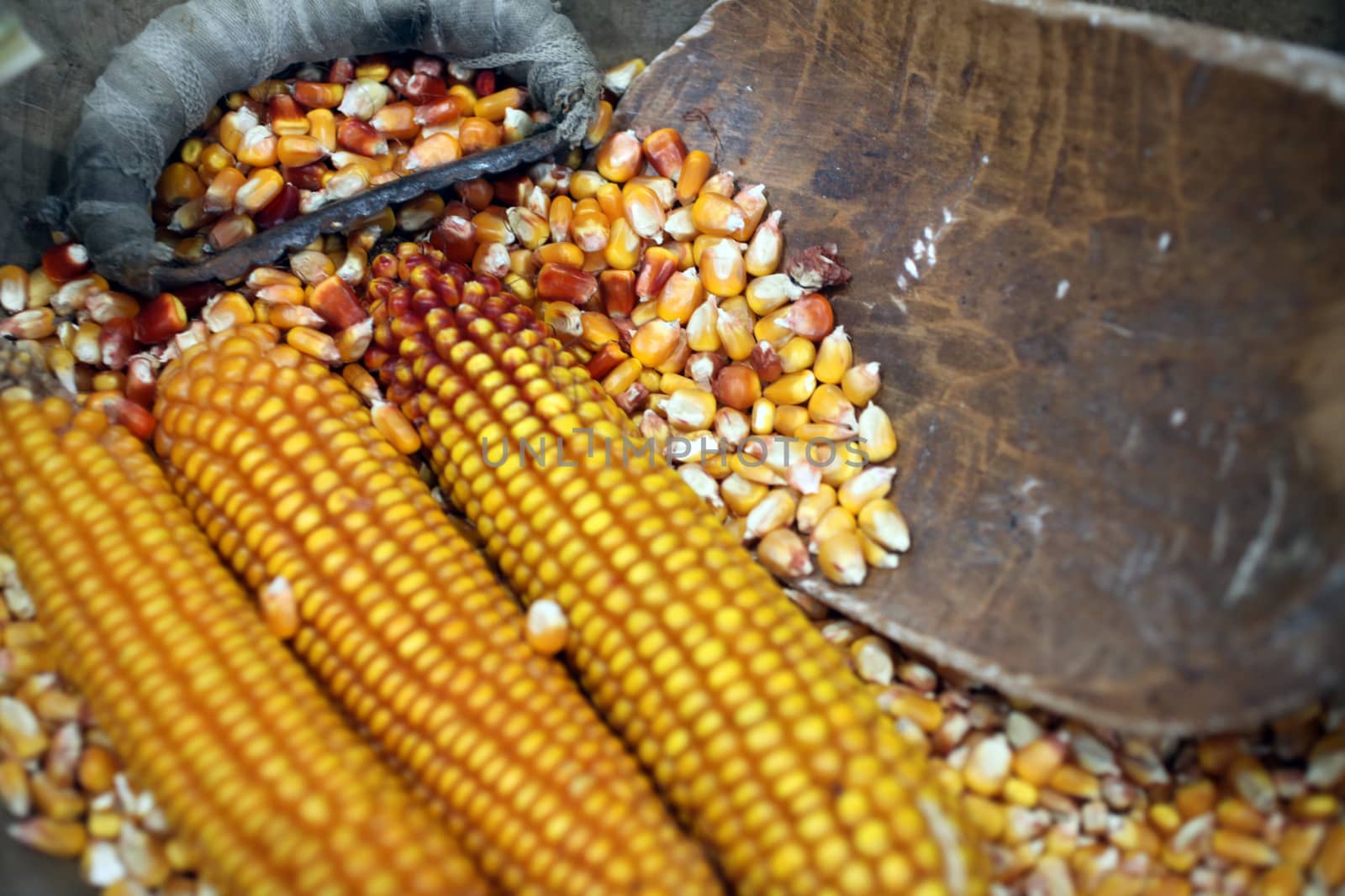 Maize cobs