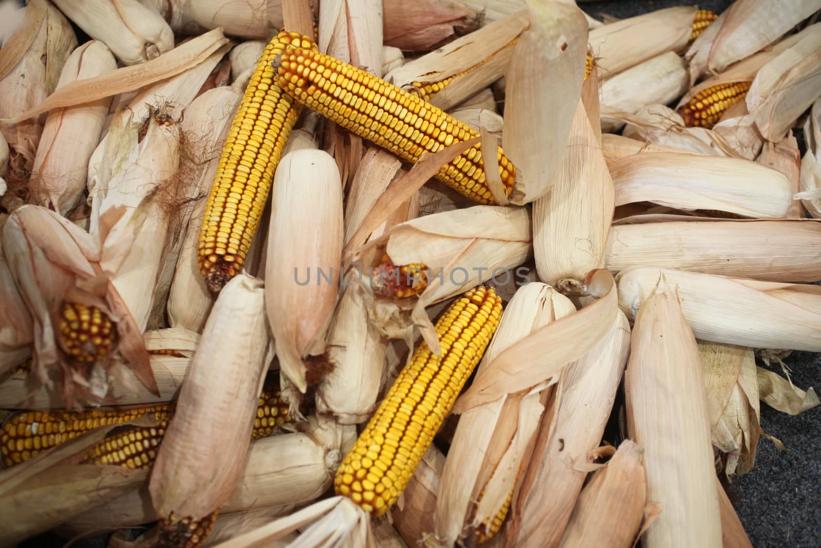 Maize cobs