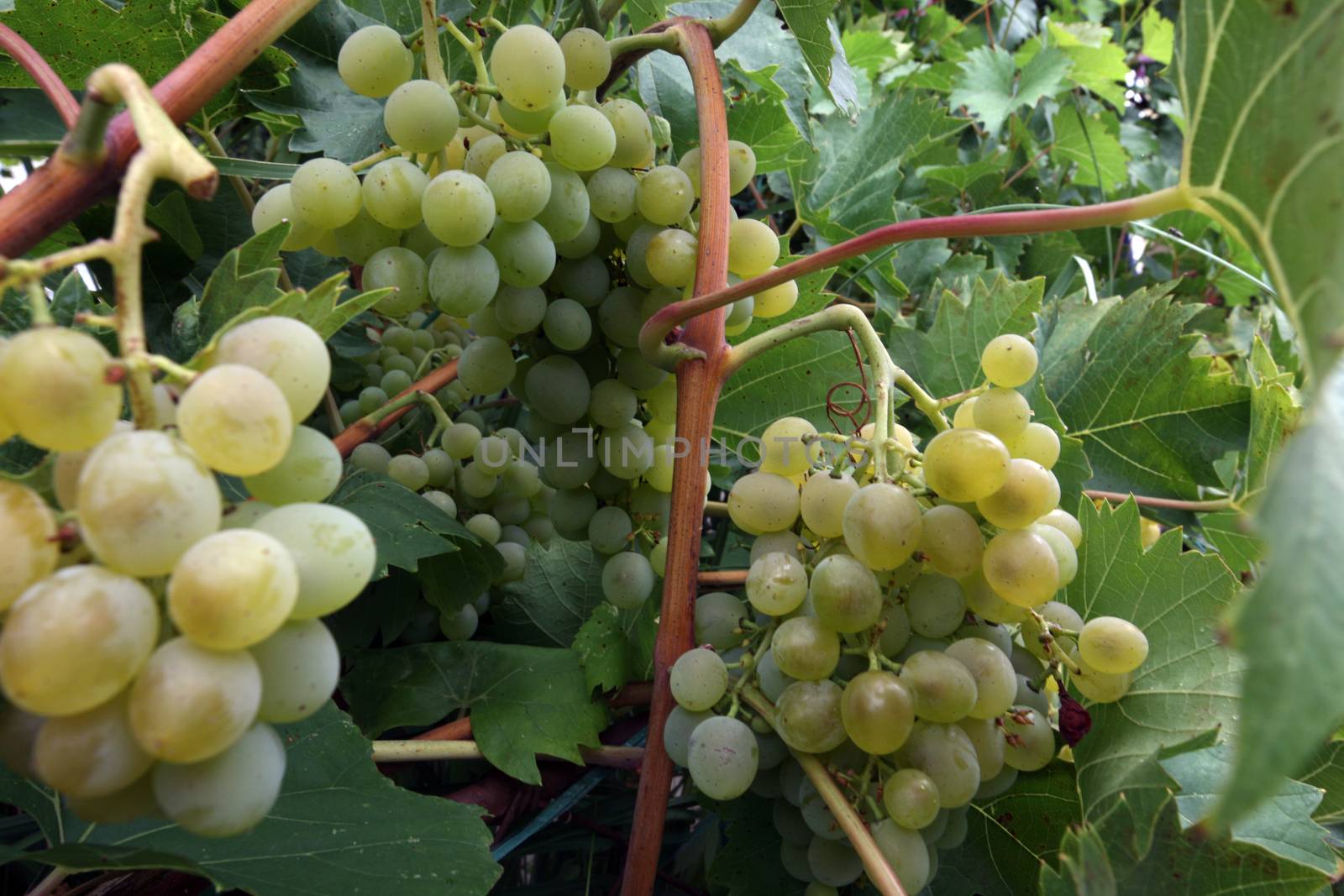 Grapes