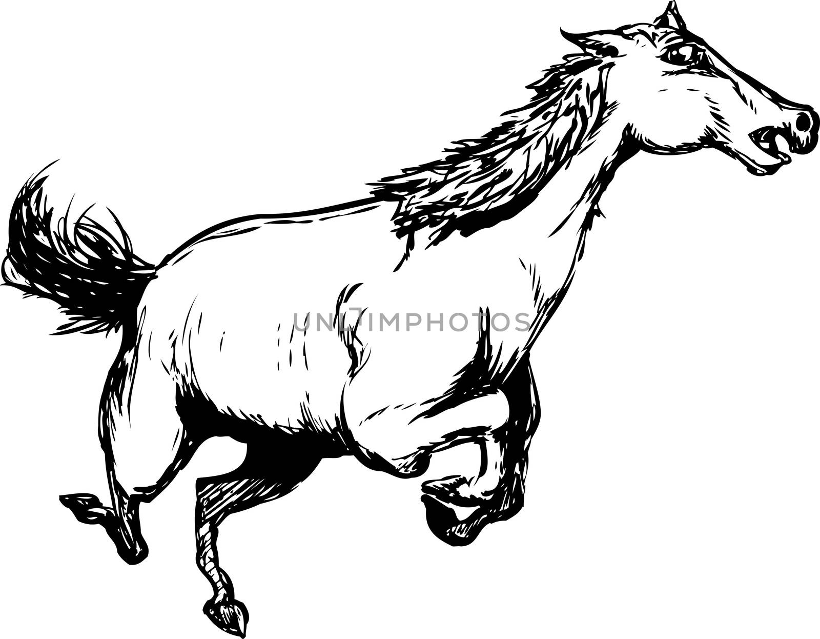 Outline illustration of single wild horse galloping over isolated white background