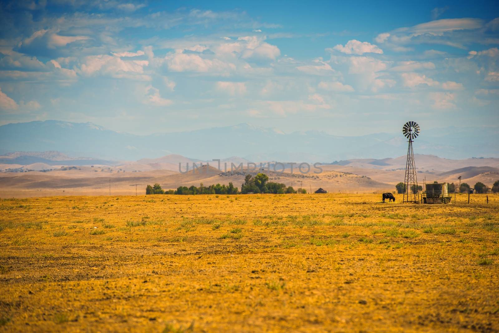 Southern California Farmland with Only One Cow and Sierra Nevada Mountains in a Distance. California, United States.