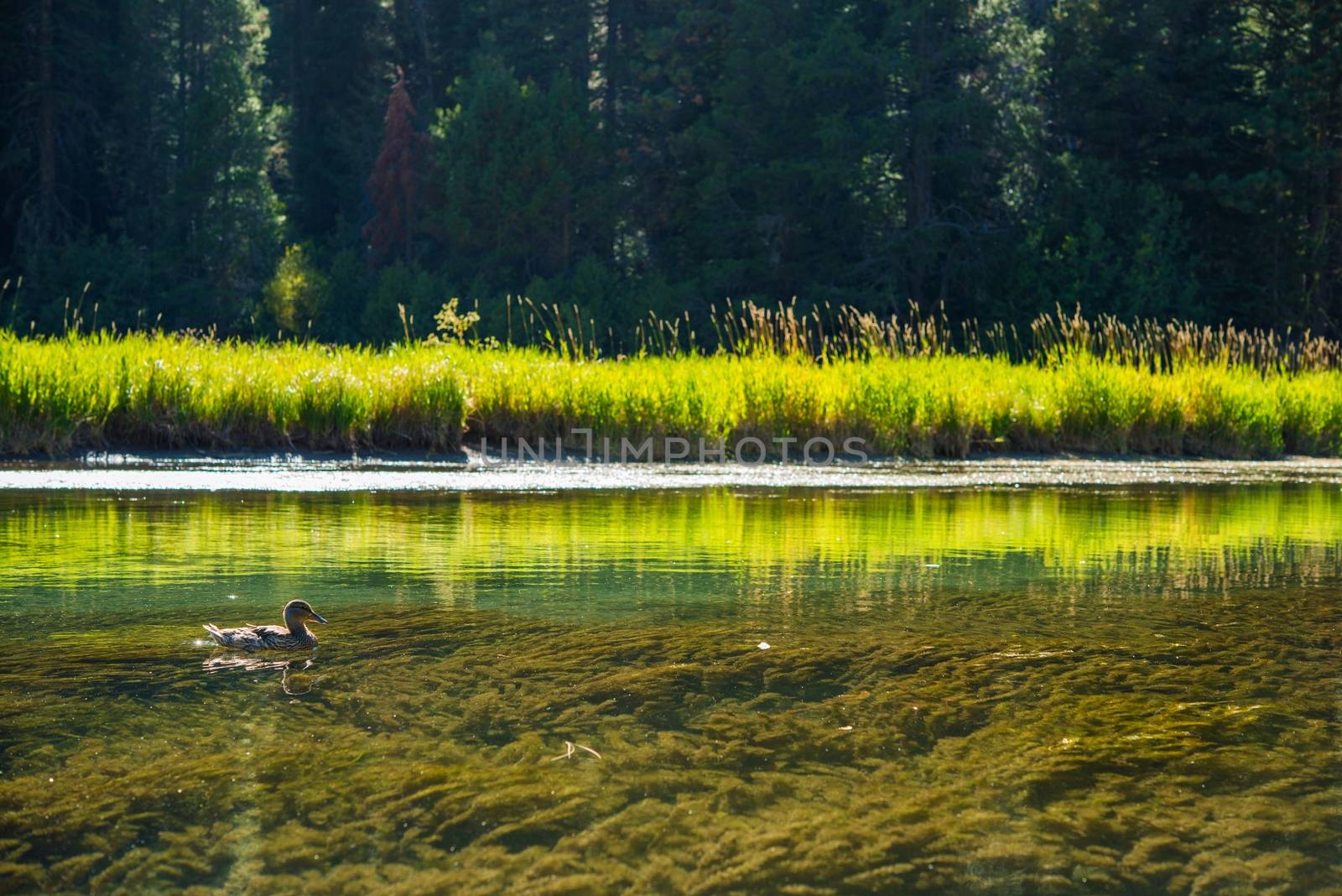 Duck and the River. Crystal Clear Truckee River in California Sierra Nevada Mountains Near Lake Tahoe. California Wildlife.