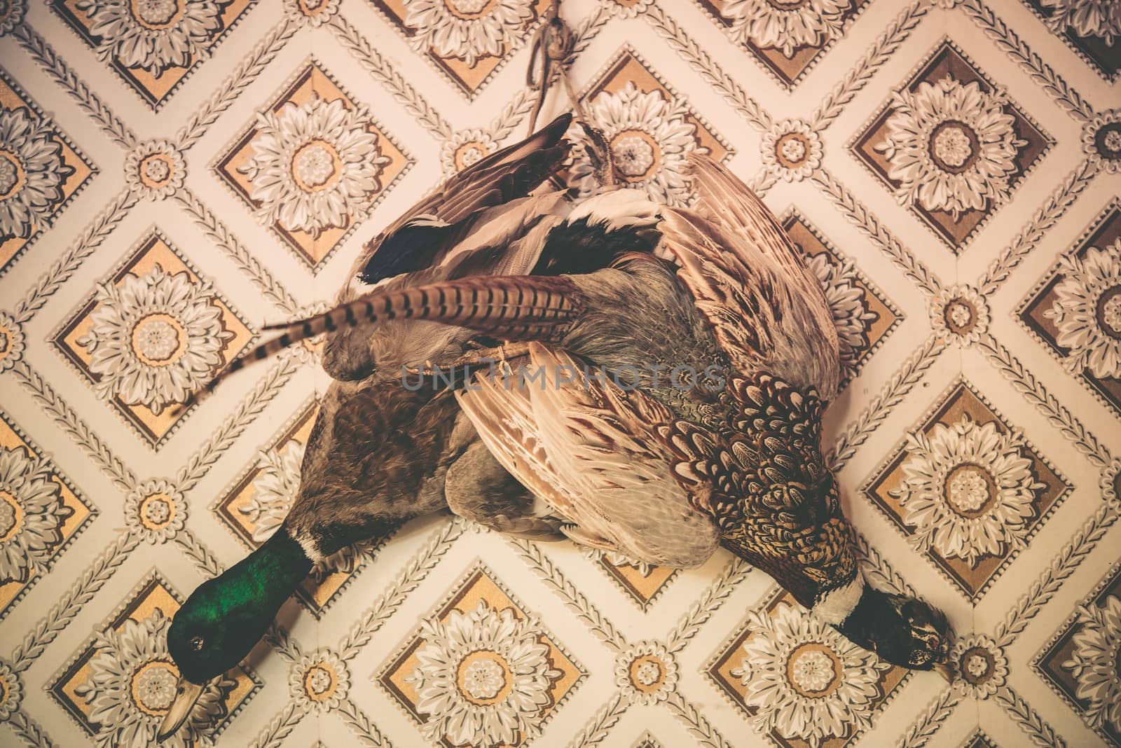 Pheasant and Duck Taxidermy on the Vintage Wallpaper Wall. Vintage Color Grading.