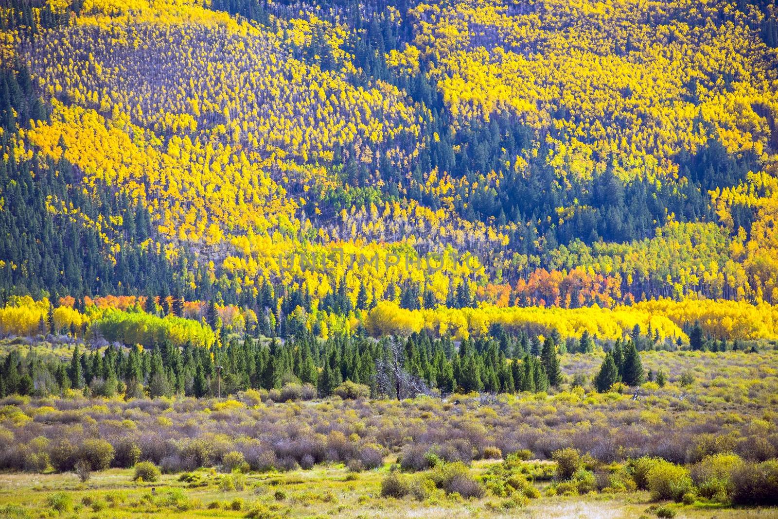 Fall Foliage Colorado. Colorful Autumn Colorado Mountains. Scenic Fall Foliage.