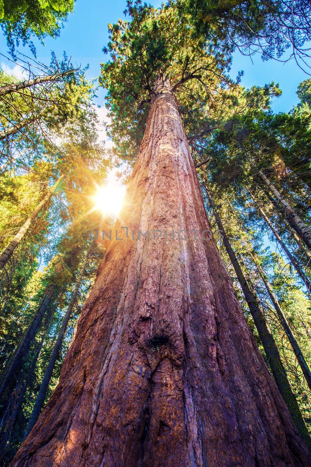 Epic Sequoia Place in the Middle of Sequoia National Park Forest. Summer Day. California, USA.