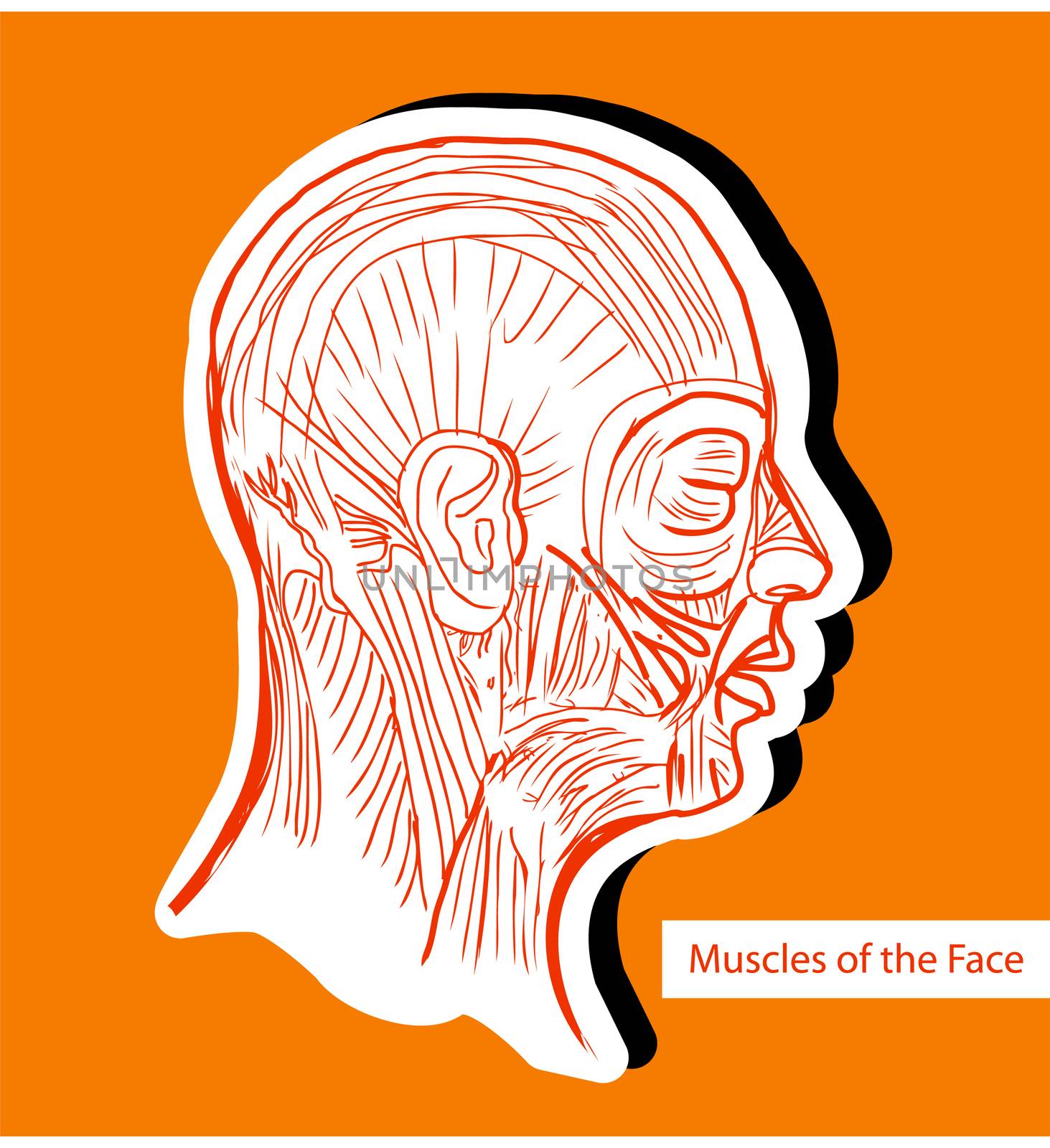 Human anatomie Muscles of the Face (Facial Muscles) - Medical Illustration, Human Anatomy Drawing Background