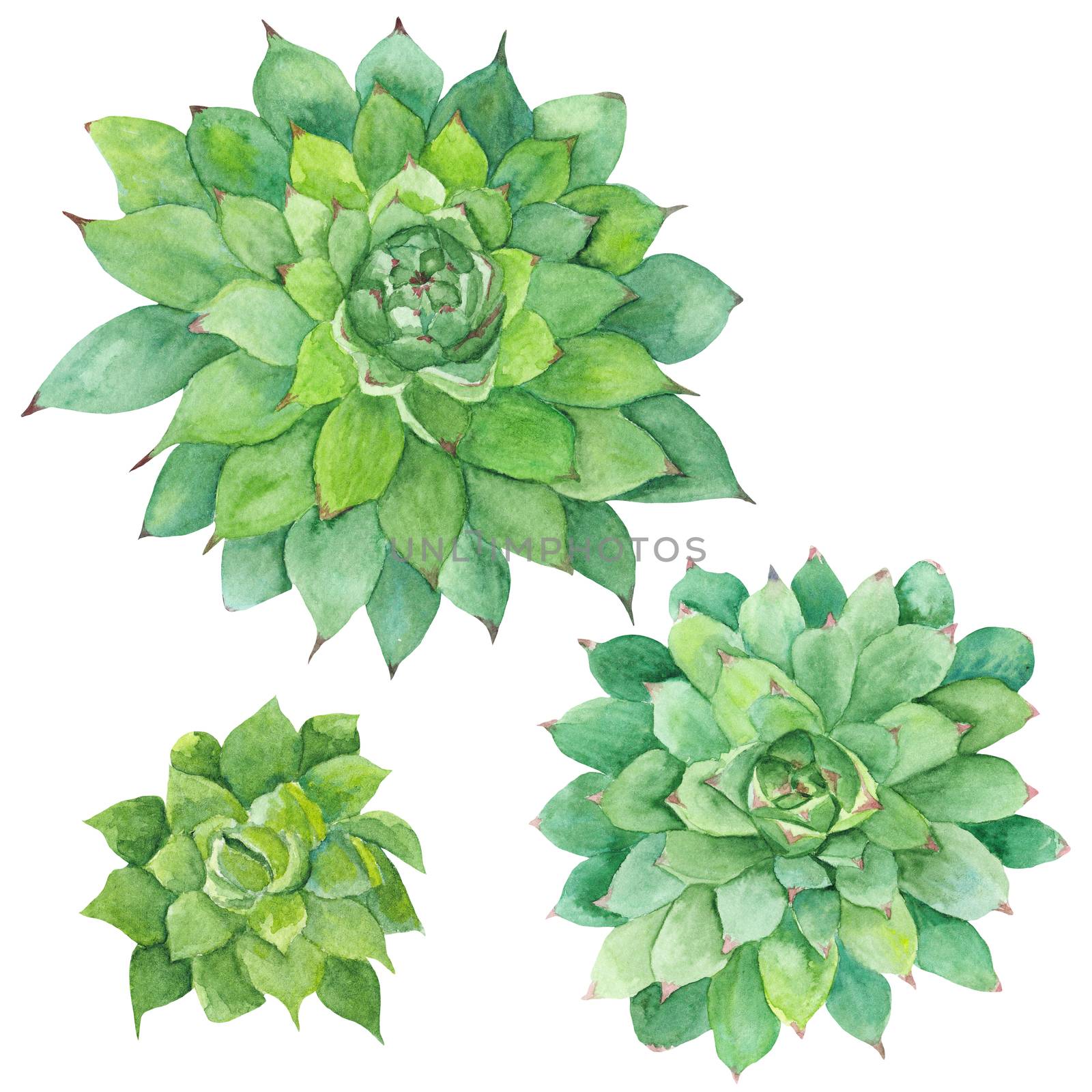 Hand-painted drawing with three green tropical plants isolated on white background, Sempervivum botanical illustration