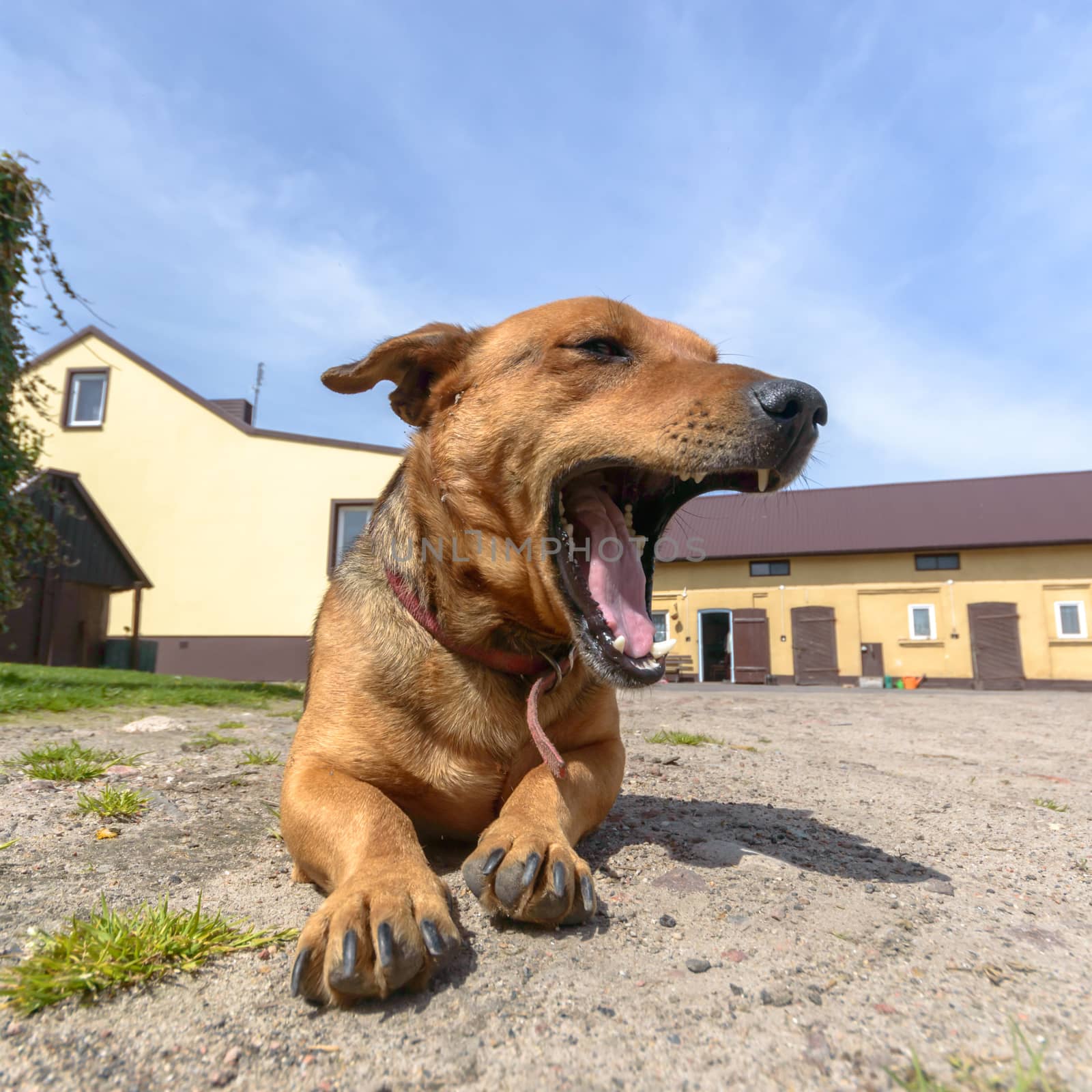 funny dog in sunny day, animals series