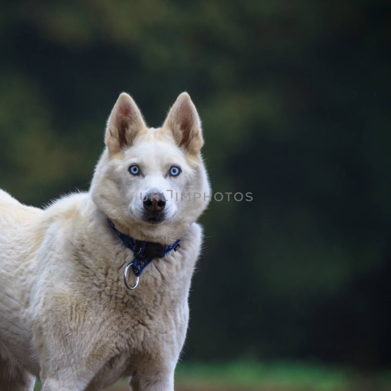 funny dog in sunny day, animals series