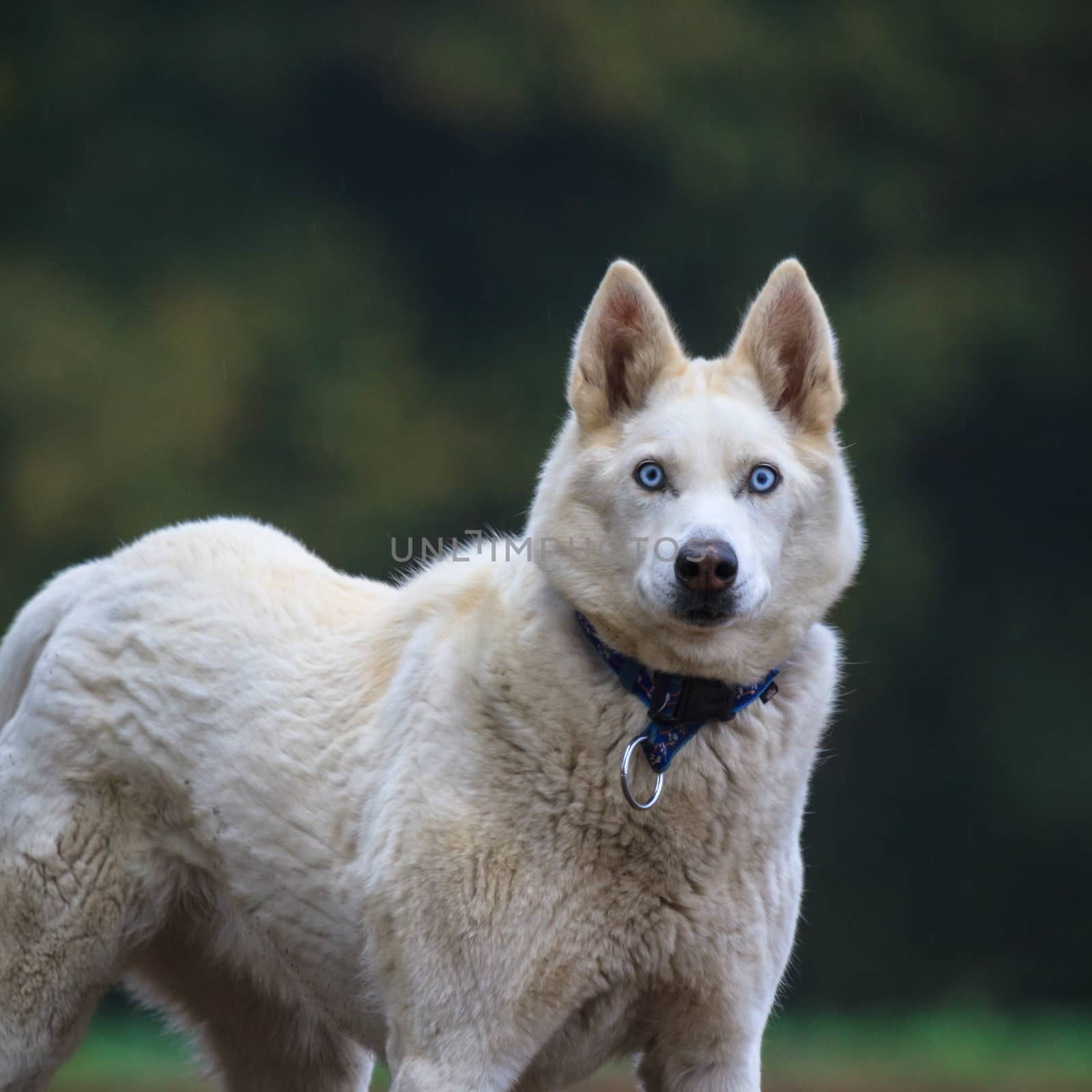 funny dog in sunny day, animals series