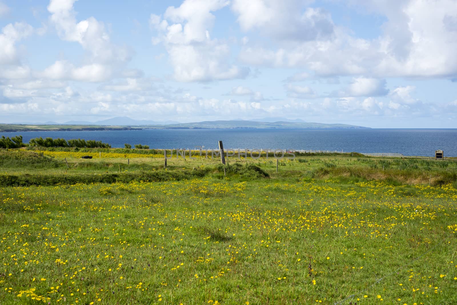 cliff walk and field of buttercups by morrbyte
