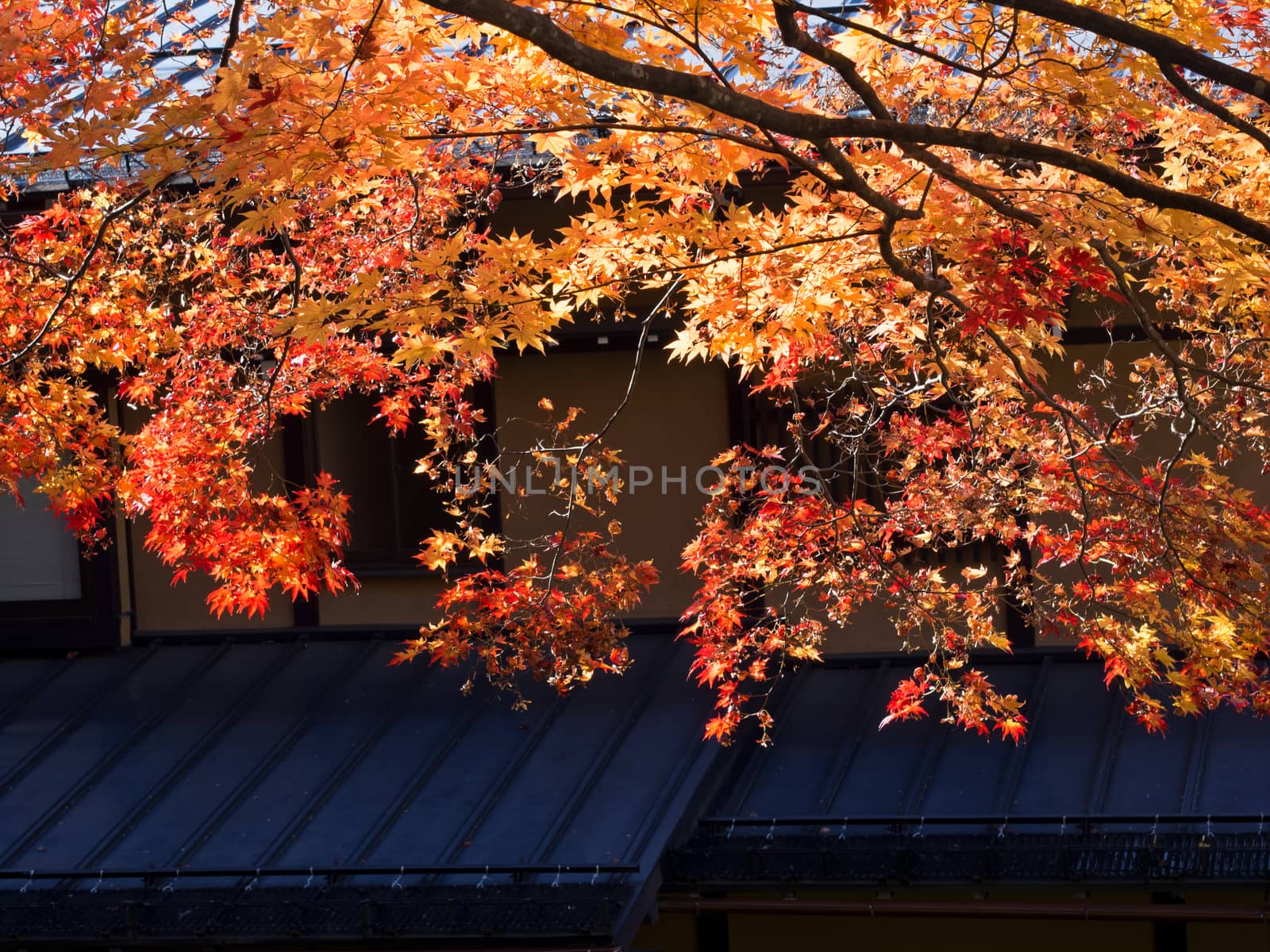 close up of backlit golden autumn foliage