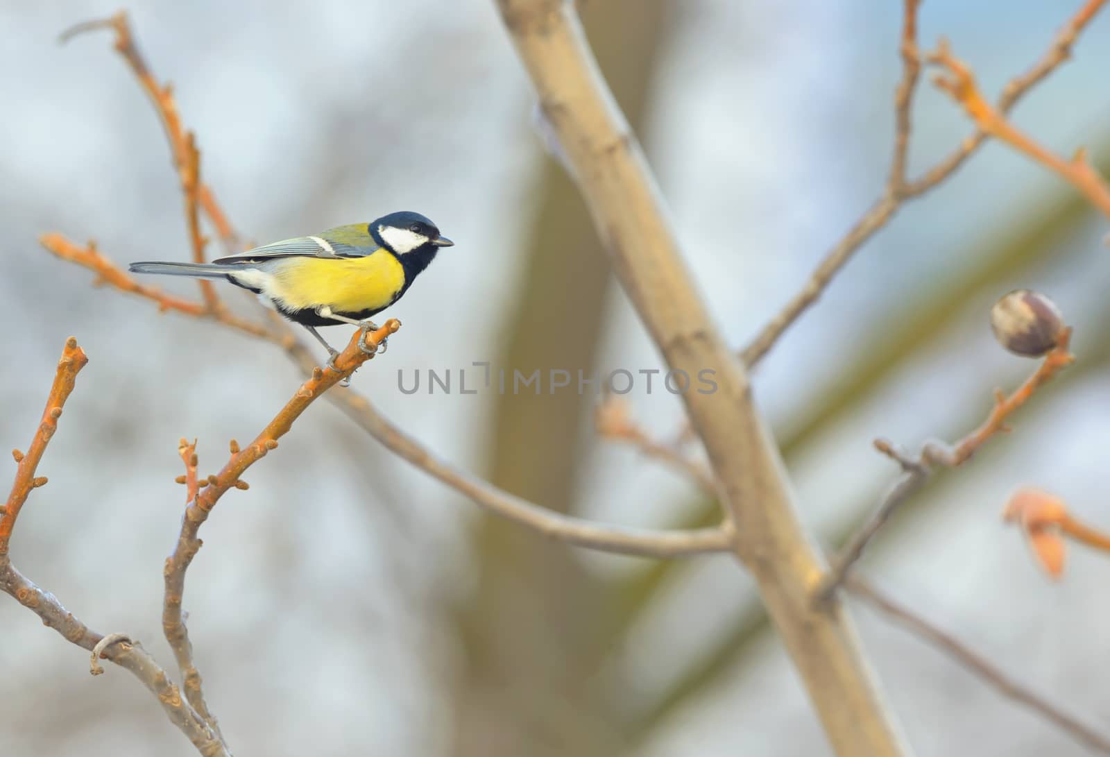 Great Tit (Parus major) resting on a branch