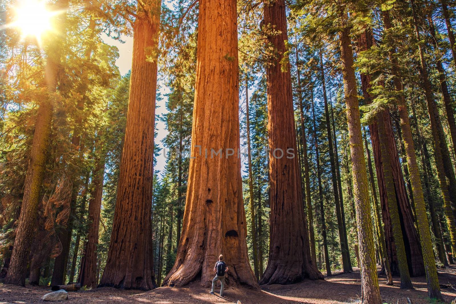 Sequoia vs Man by welcomia