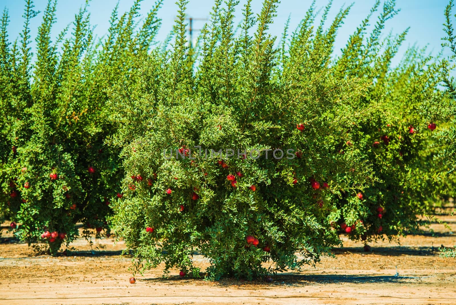 Pomegranate Cultivation. Pomegranate Trees with Fruits in California, United States. Organic Pomegranate Plantation