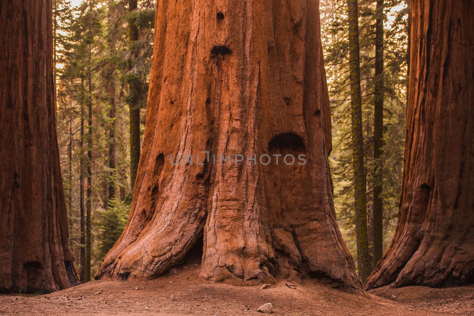 Giant Sequoia Trees in Sequoia National Forest, California, USA.