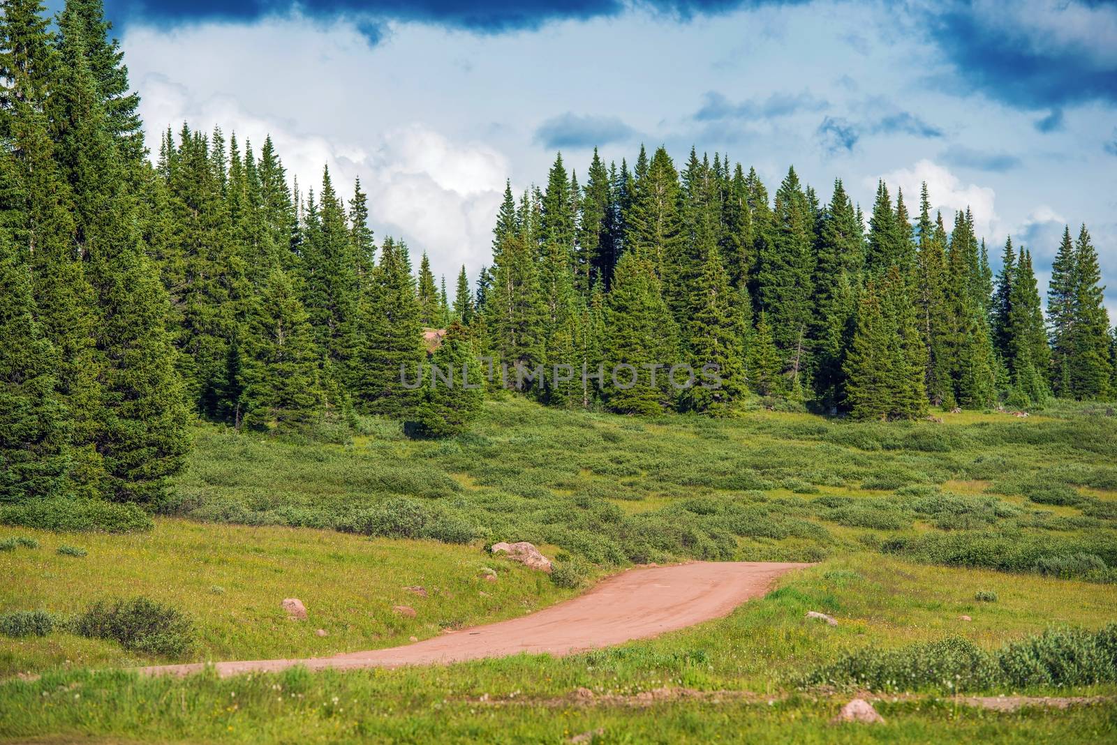 Backcountry Summer Forest Road in Colorado Summit County.