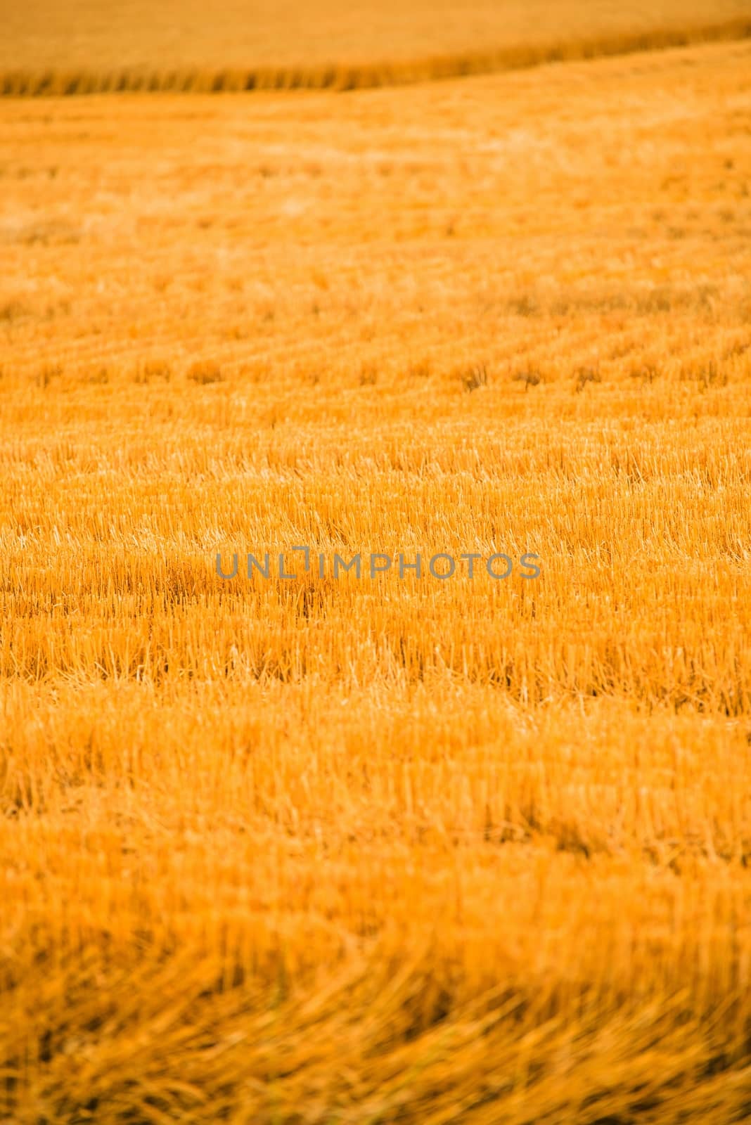 Harvested Golden Wheat Field in Vertical Photography