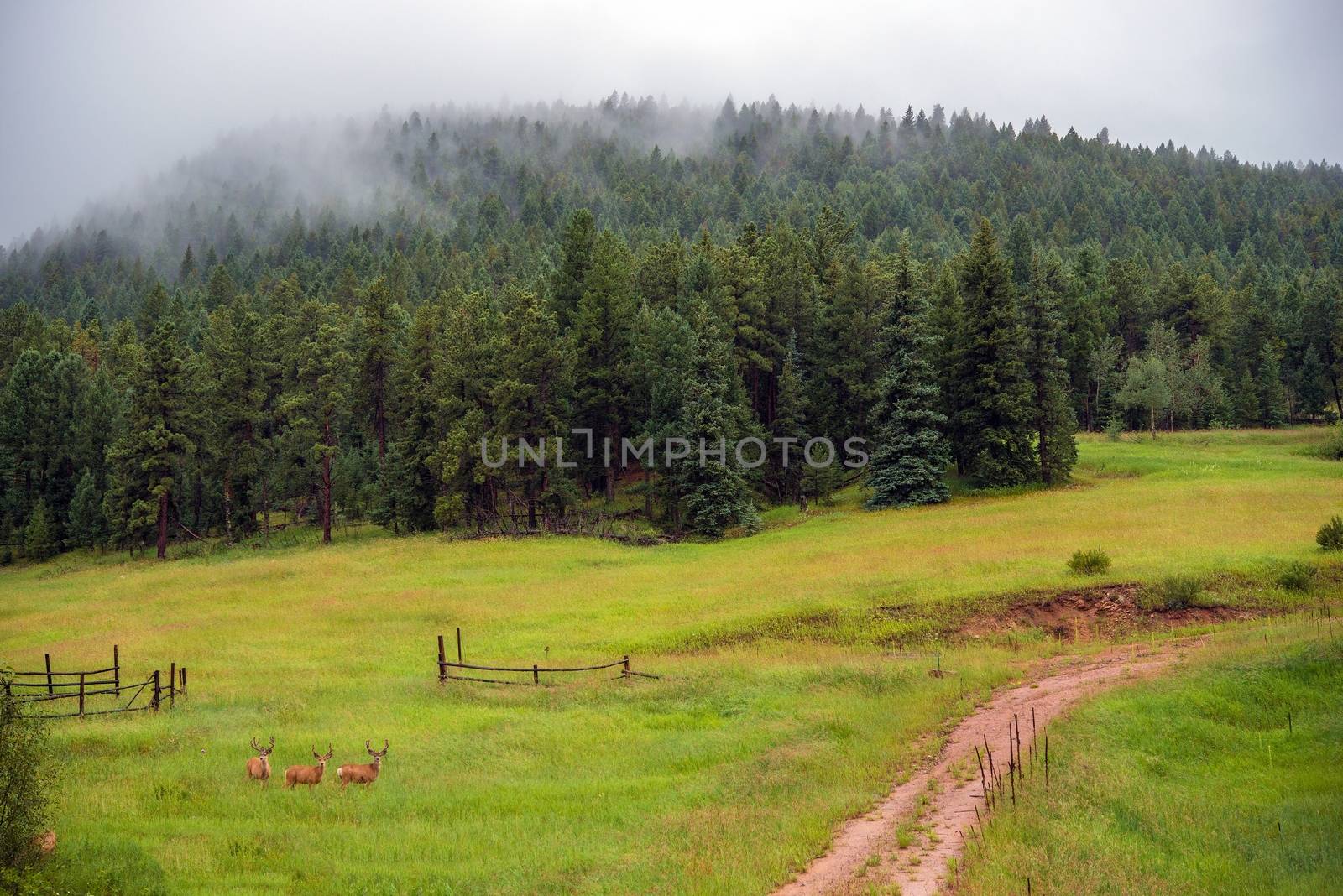 Elk Gang on the Foggy Mountain Meadow. Colorado North American Elk.