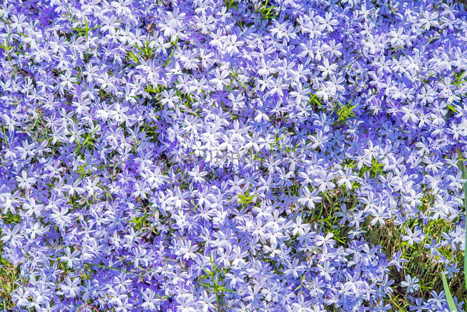 Violet Flowers Background. Tiny Blossom Violet Flowers.