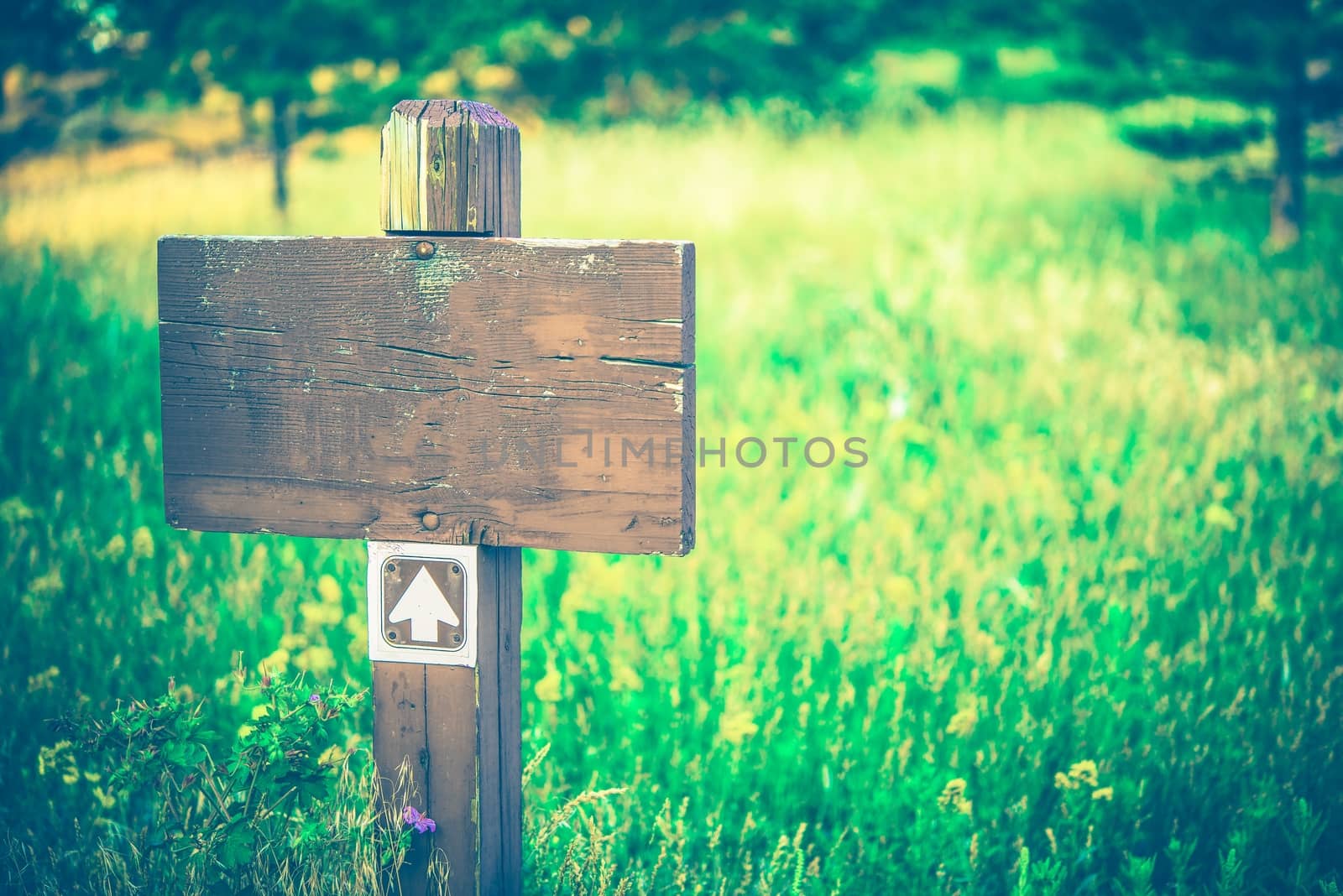 Blank Wood Trail Sign on the Green Summer Meadow.