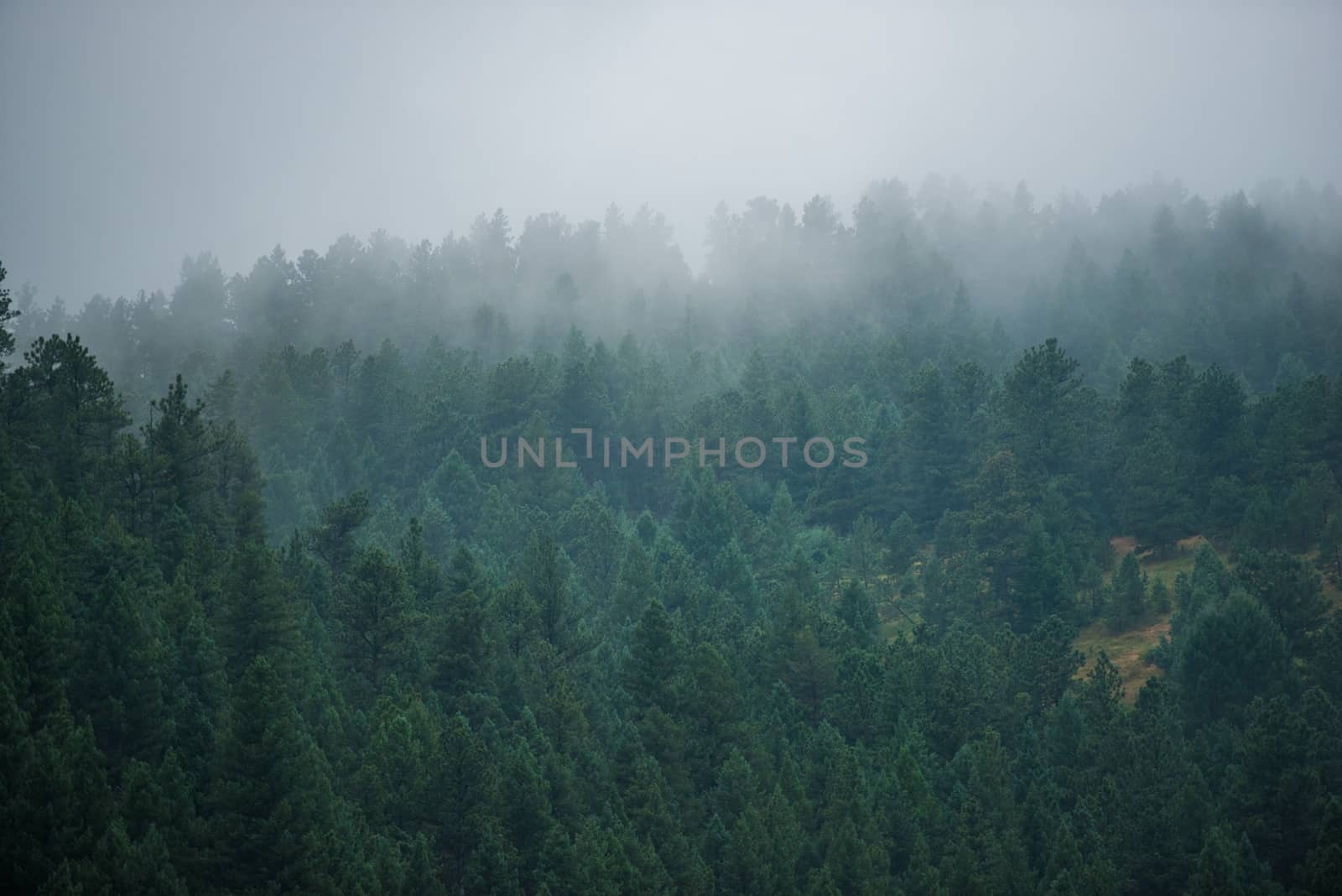Foggy Forest Hill. Fogy Mountain Weather