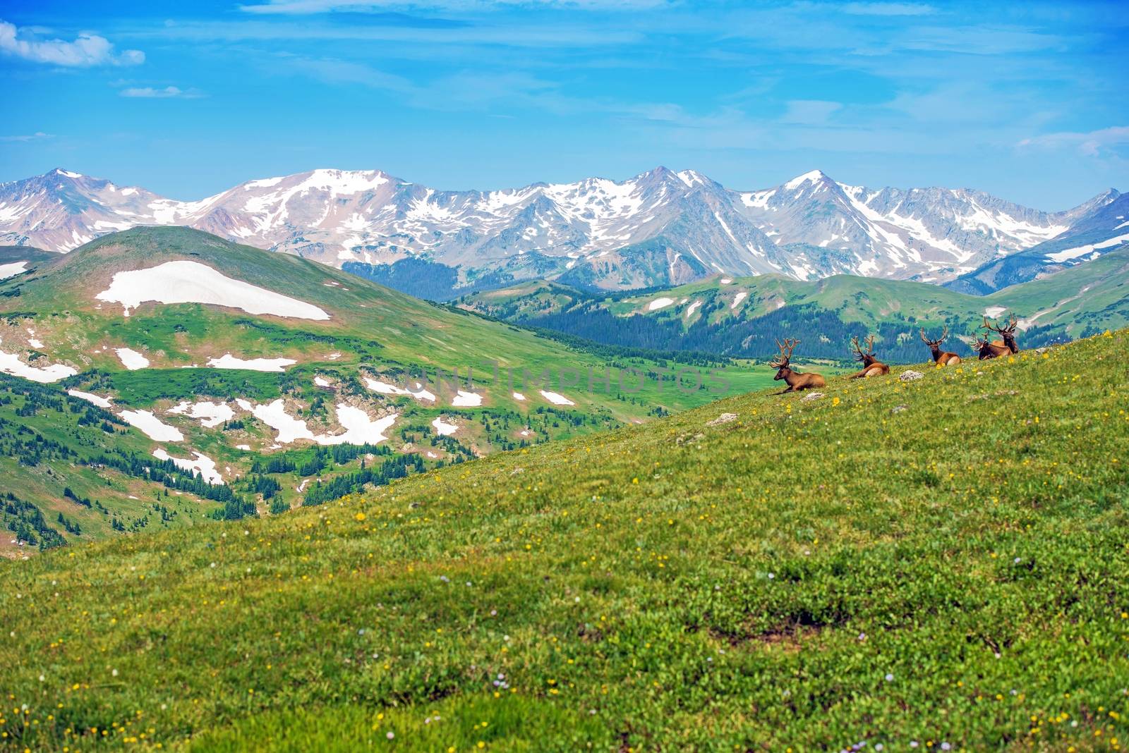 Colorado Summer Panorama with Elks. Rocky Mountains Landscape. Colorado, United States.