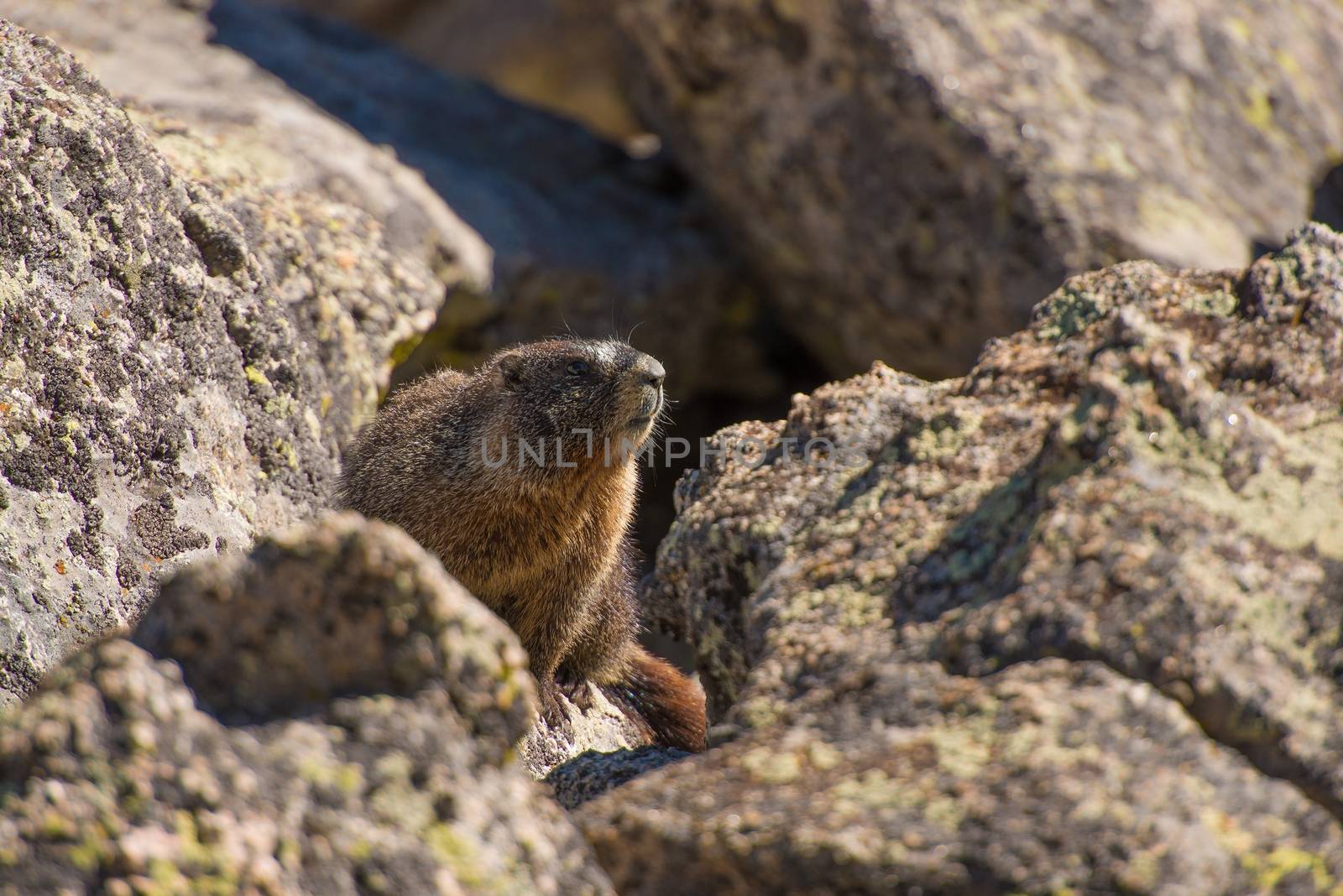 Marmot on the Rock. Colorado Rocky Mountains Marmot. Colorado Wildlife.