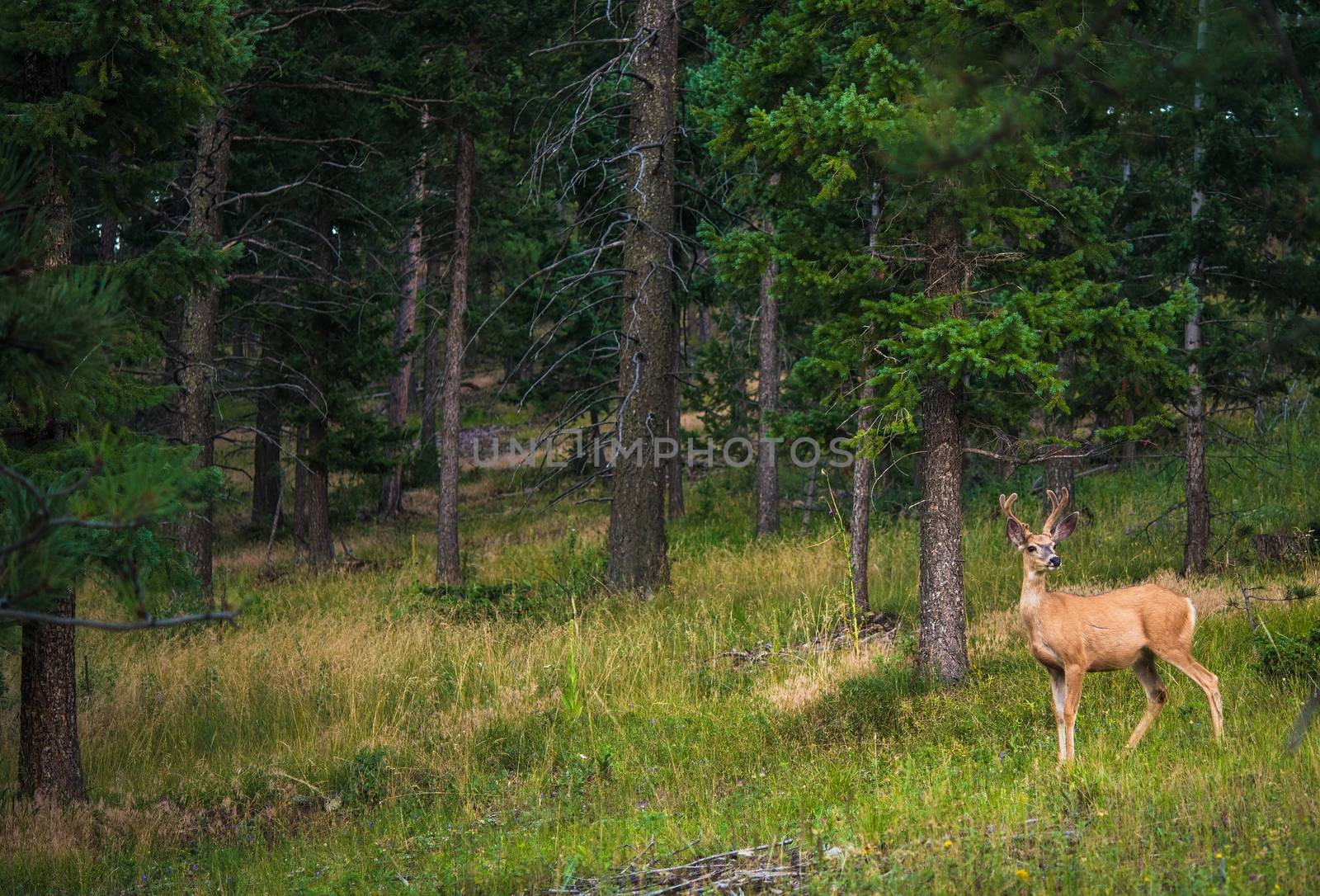 Young Colorado Elk. North American Elk on the Meadow.