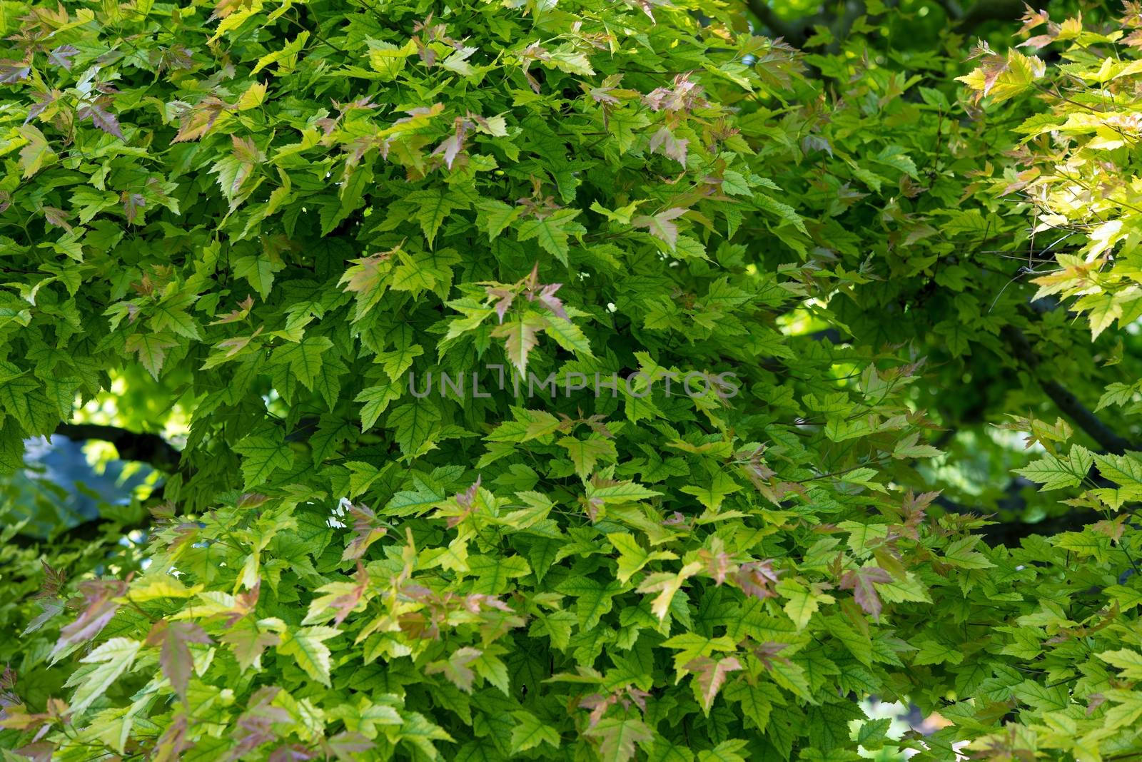 Green Tree Branches Backdrop. Summer Tree.