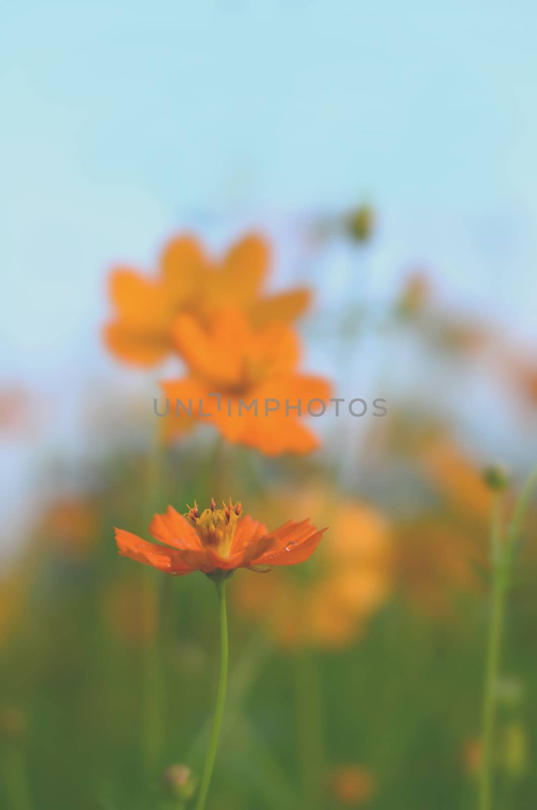Abstract blur yellow Cosmos Flowers