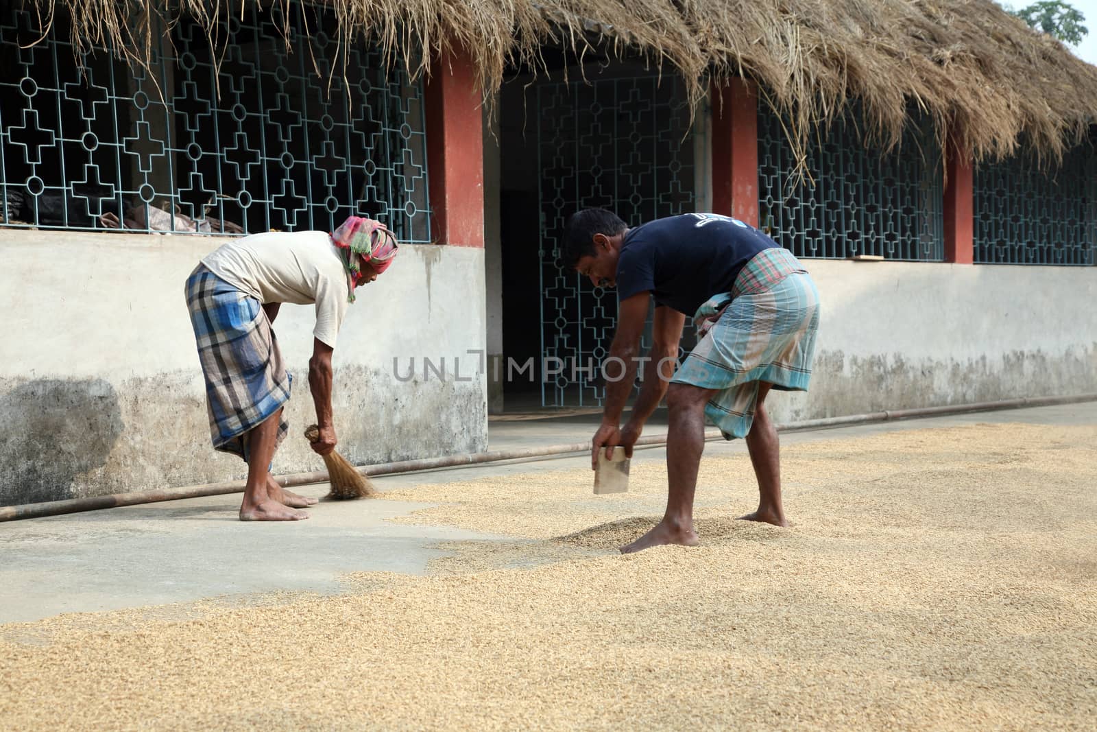 Agricultural workers drying rice after harvest,  January 12, 2009 in Kumrokhali, West Bengal, India.