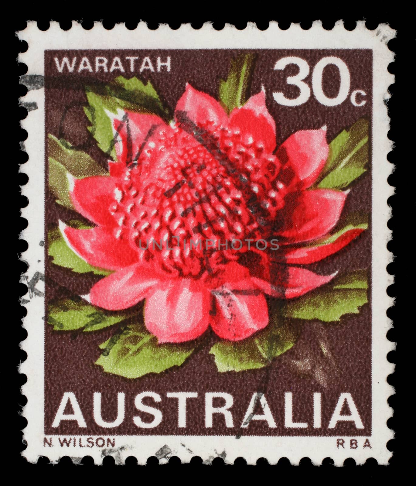 Stamp printed in the Australia shows Waratah, New South Wales, State Flower, circa 1968