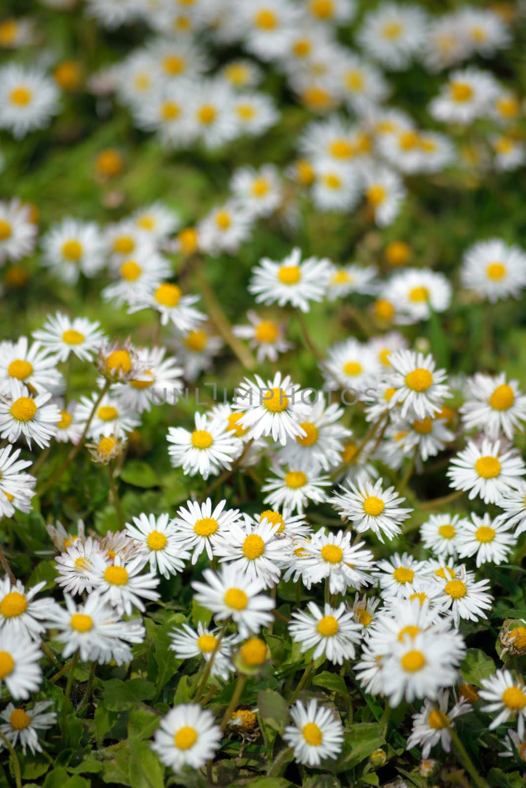 daisies in the spring by morrbyte