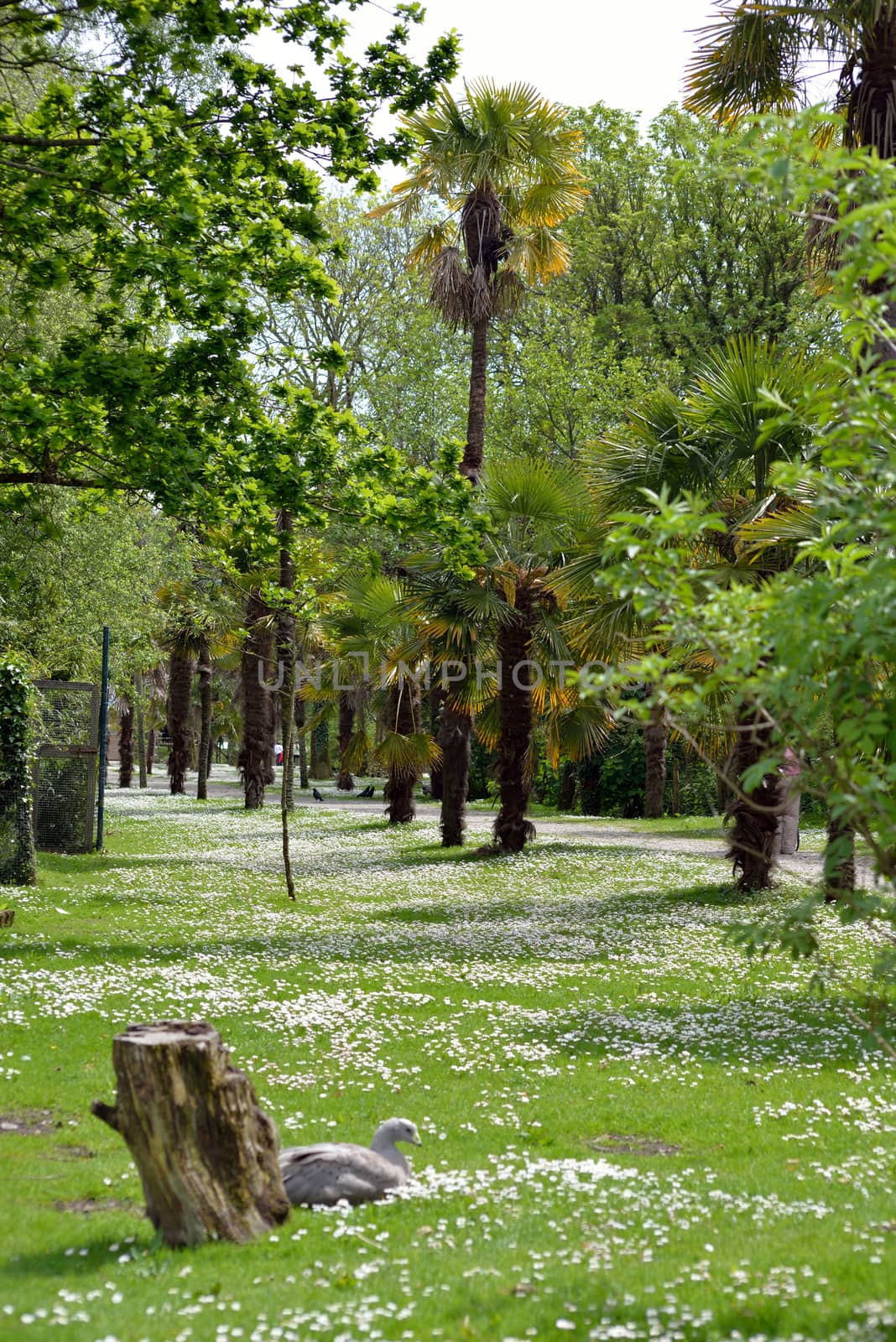 daisy woods in fota wildlife park by morrbyte