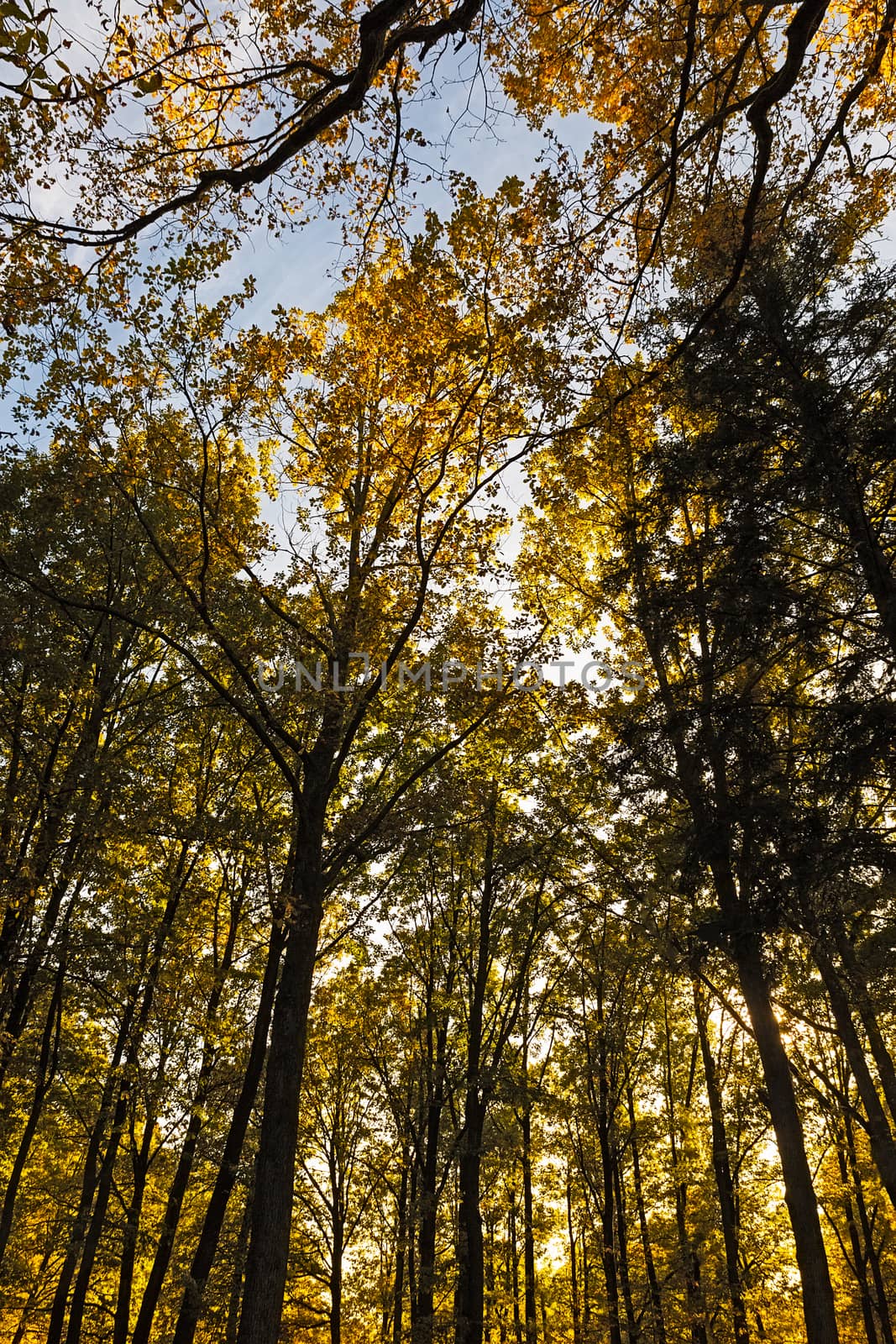 Autumn in forest, Germany by fisfra