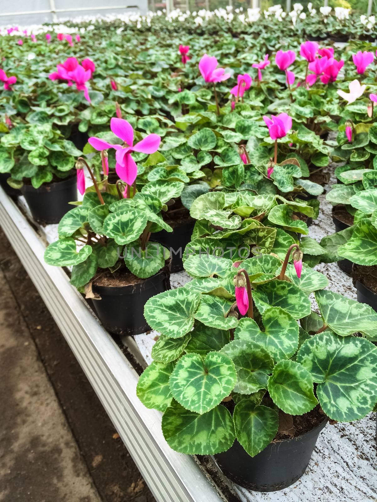 Garden center. Cultivated cyclamen flowers in a greenhouse.