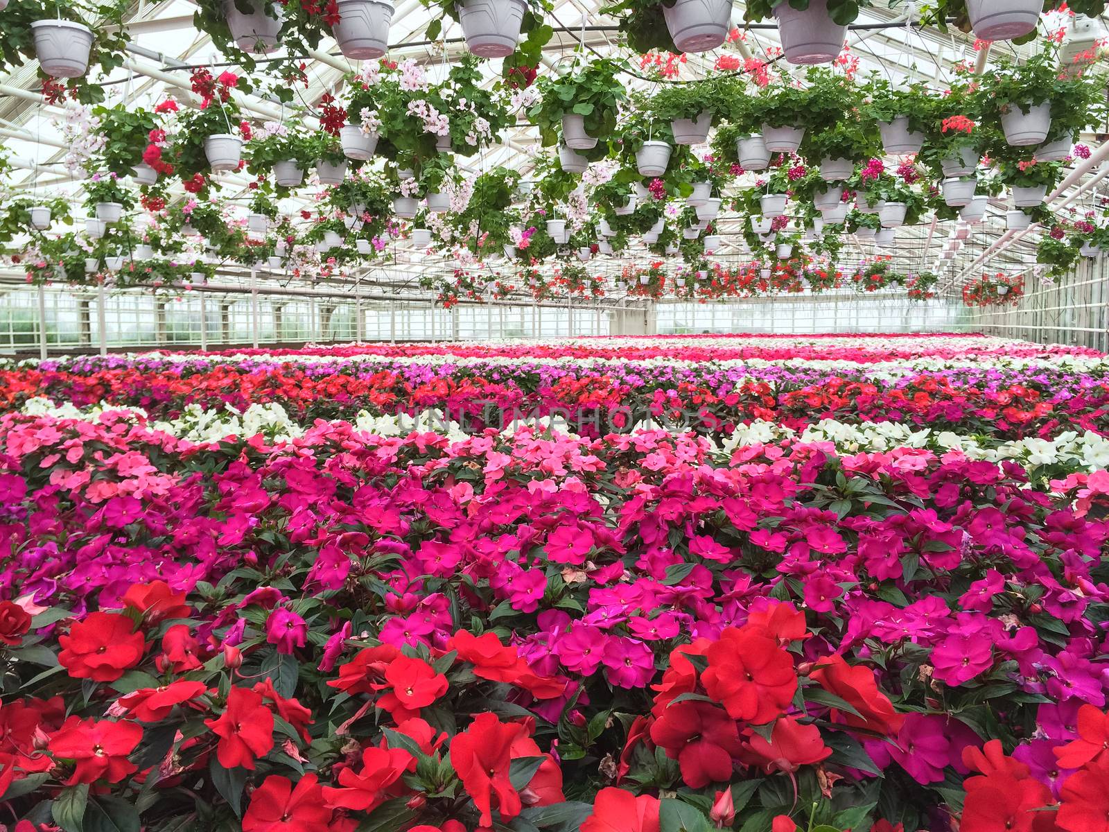 Colorful variety of flowers in a garden center by anikasalsera