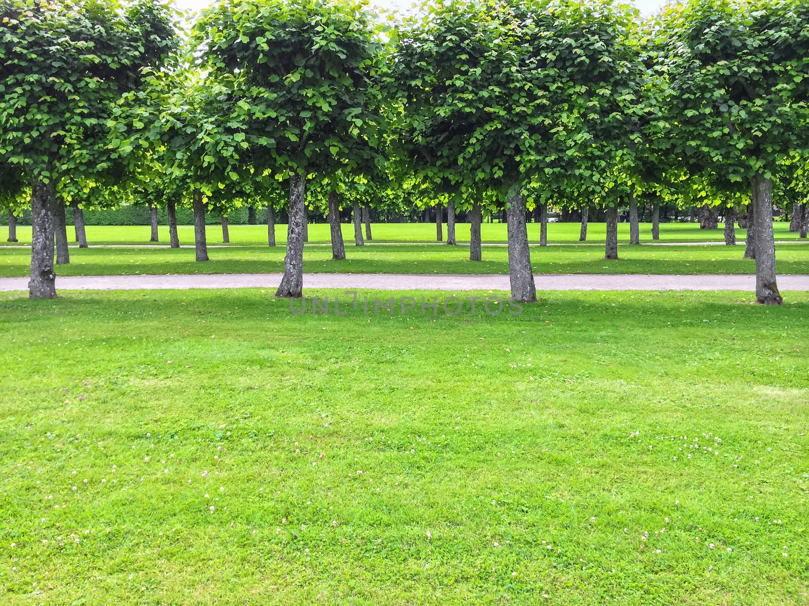 Beautiful linden trees and green lawn in the summer park.
