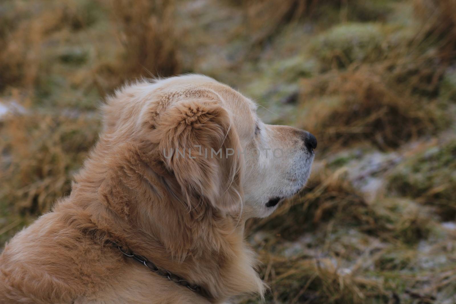 Golden retrieve, golden, pet, dog, natur