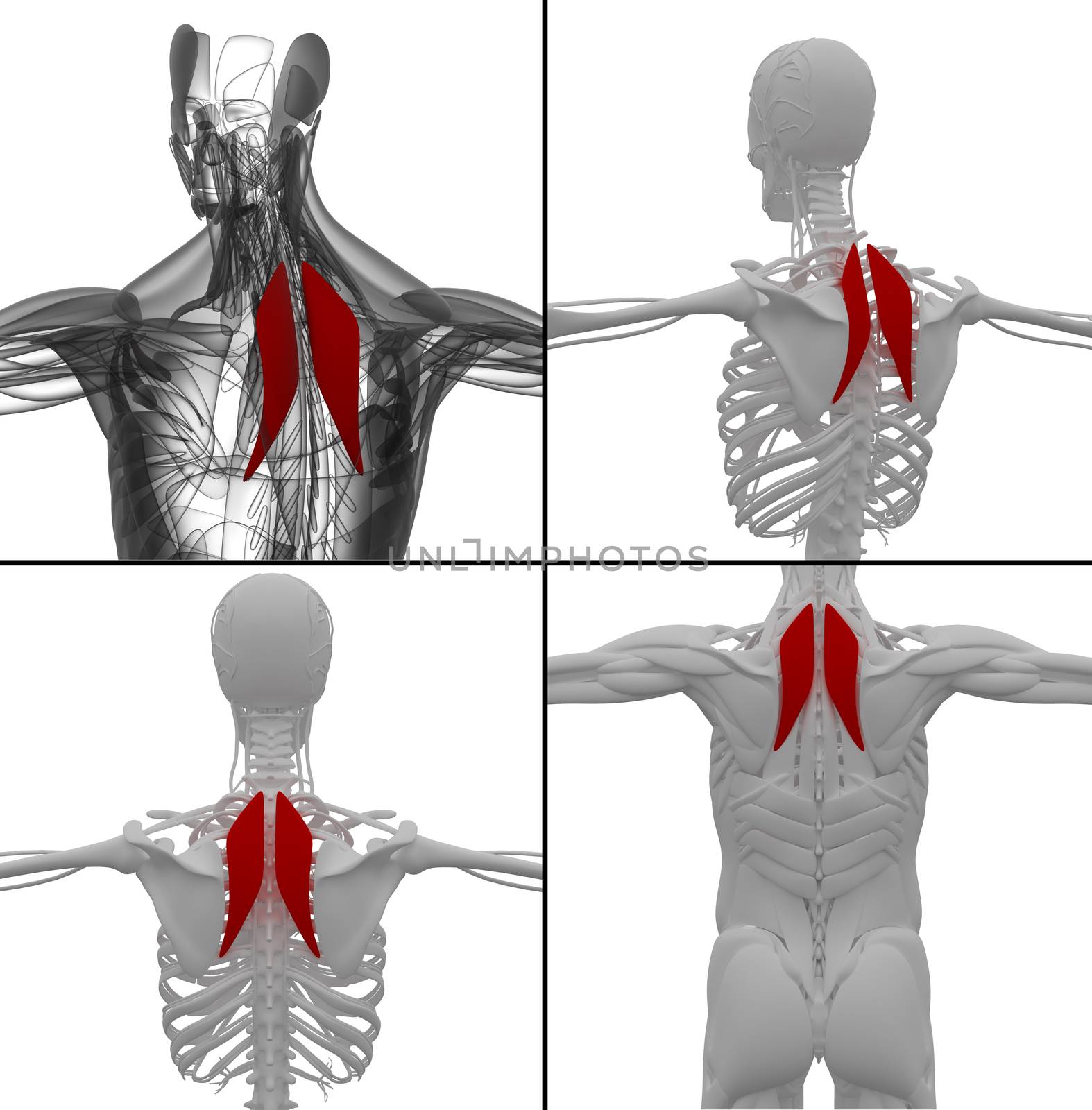 medical illustration of the Rhomboideus