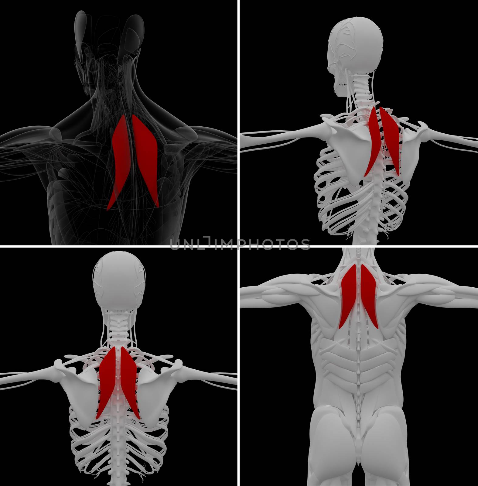 medical illustration of the Rhomboideus