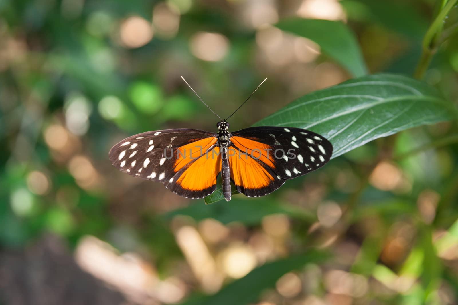 brightly colored crimson patch butterfly settled wings open on green leaf