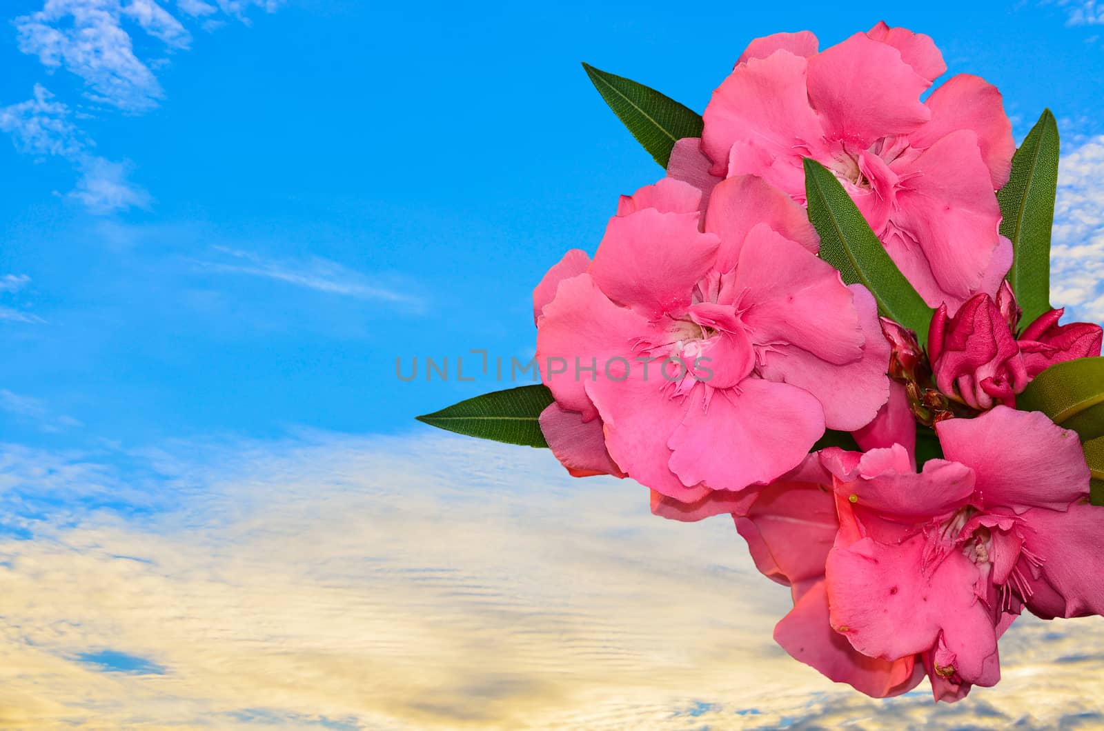 Beautyfull Sweet Oleander flower on blue sky background