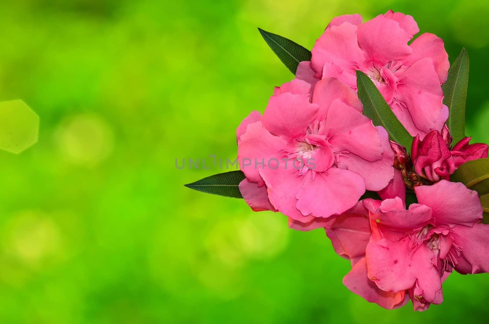 Beautyfull Sweet Oleander flower on sunny abstract background