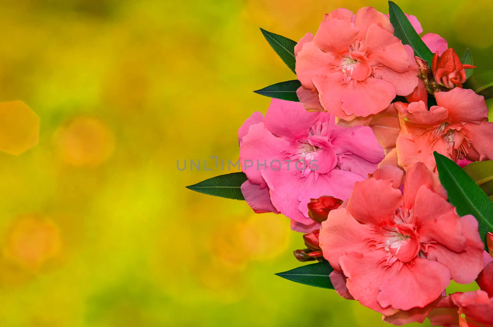 Many color Sweet Oleander flower on sunny abstract background
