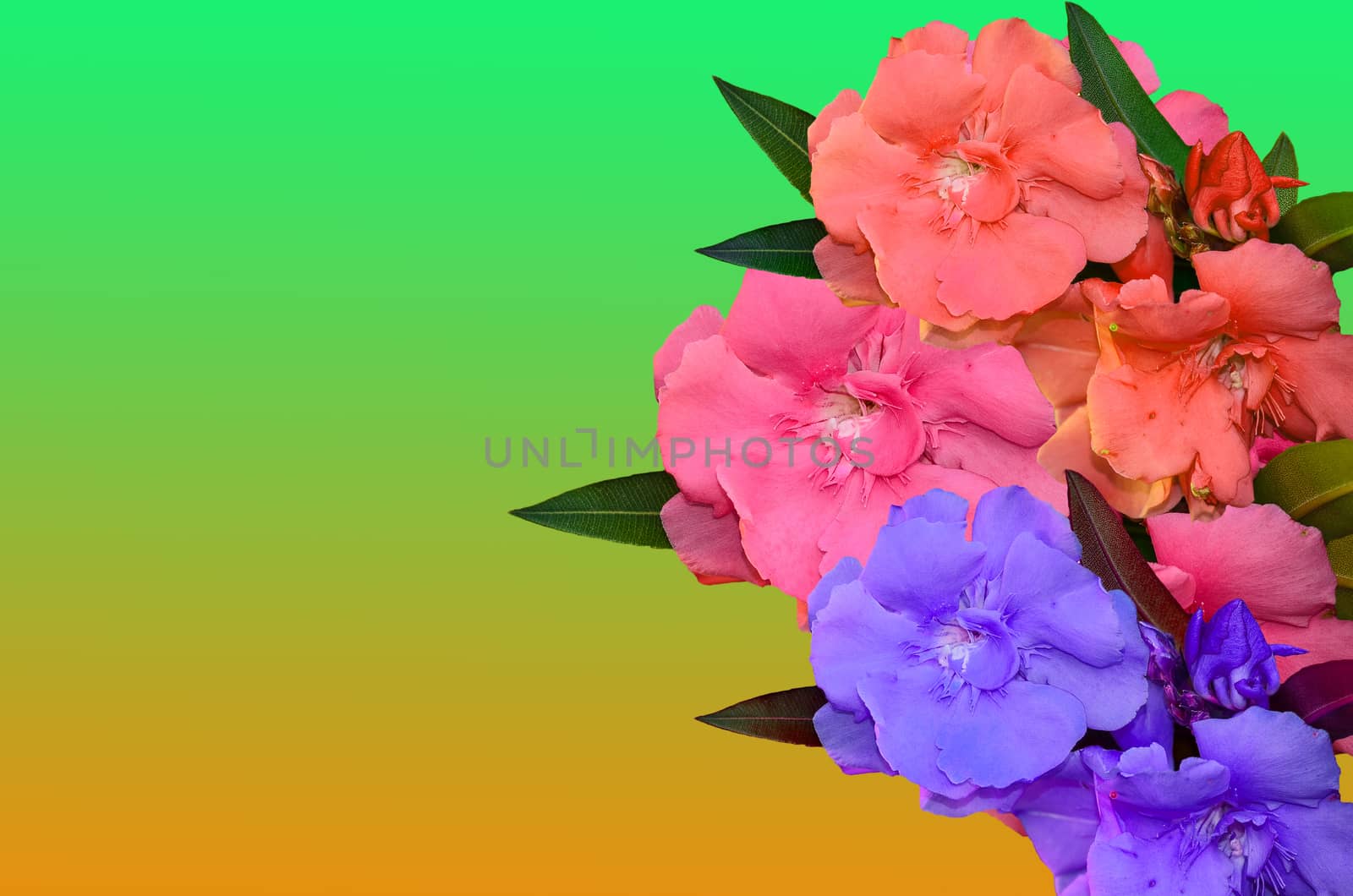 Many color Sweet Oleander flower on two tone background