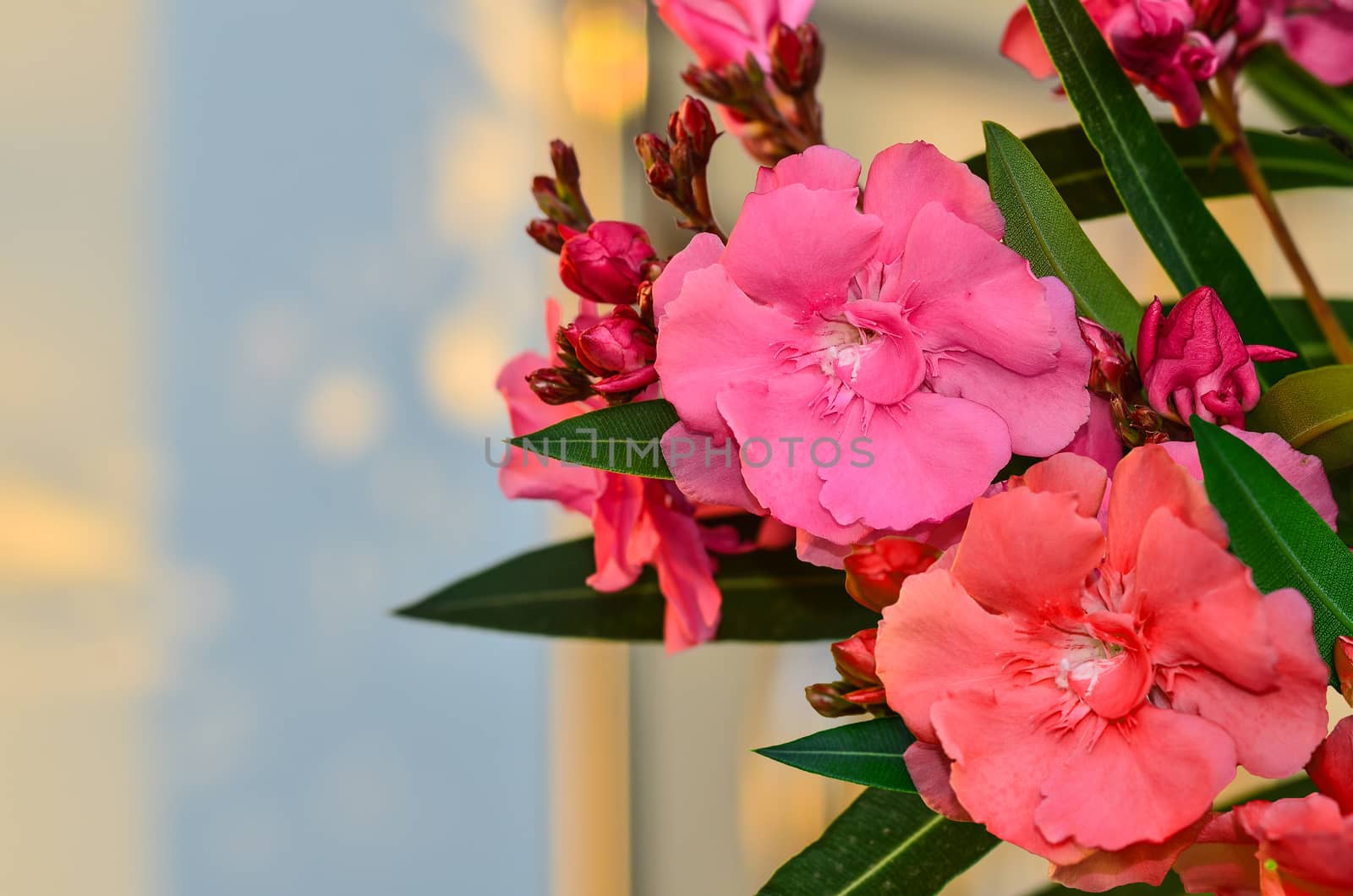 Sweet Oleander flower on tree