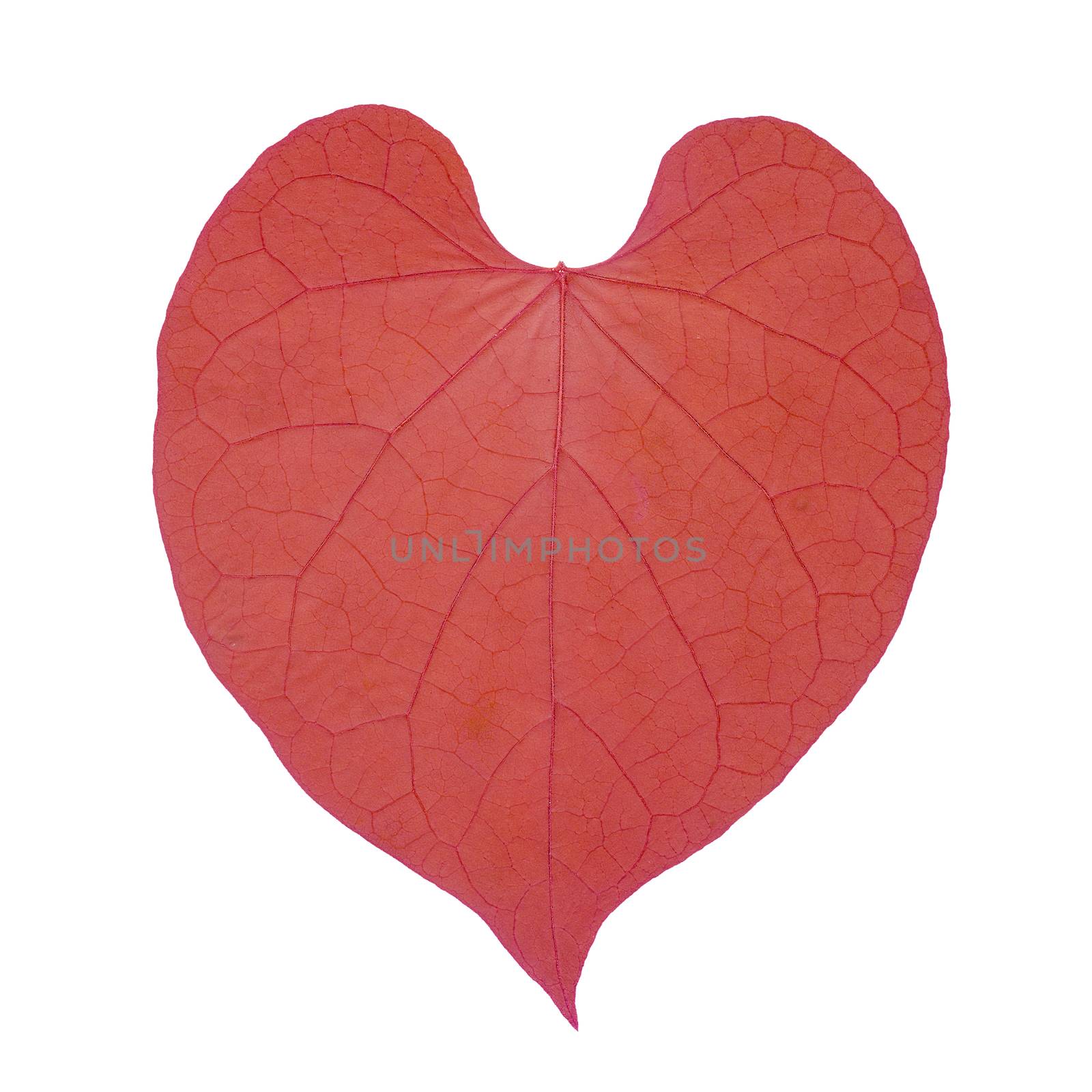 Pink dry leaf in shape heart isolated on white background