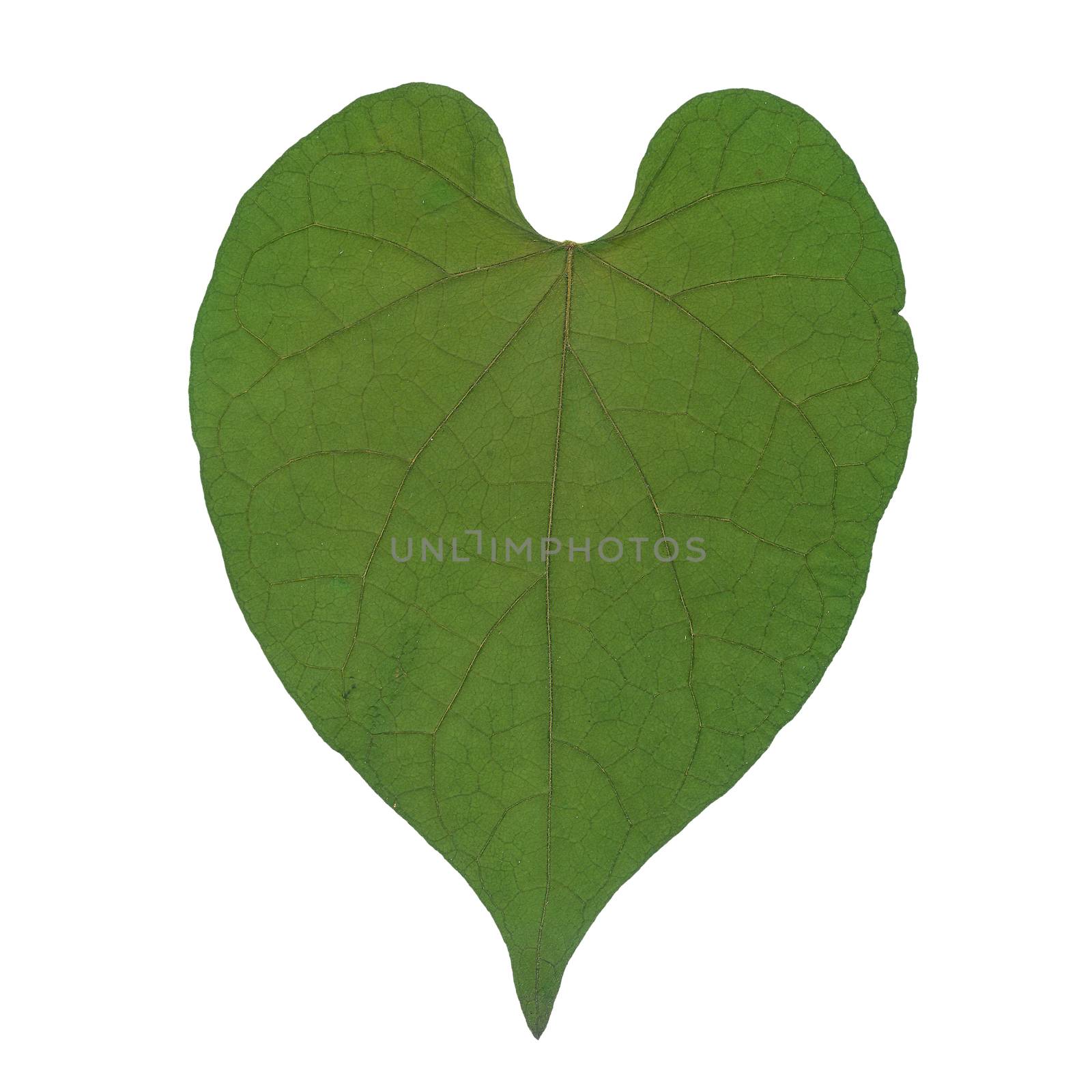 Green dry leaf in shape heart isolated on white background